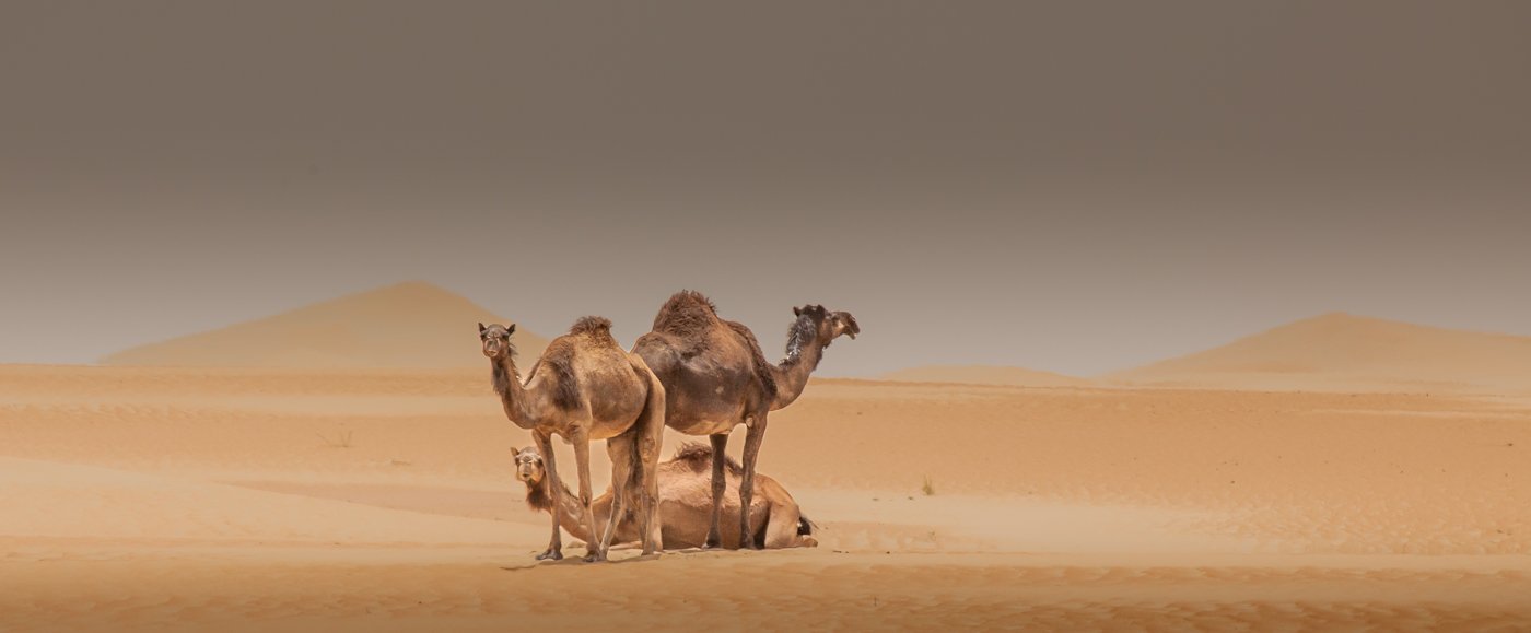 Liwa Sand Dunes 117   May 08, 2009.jpg