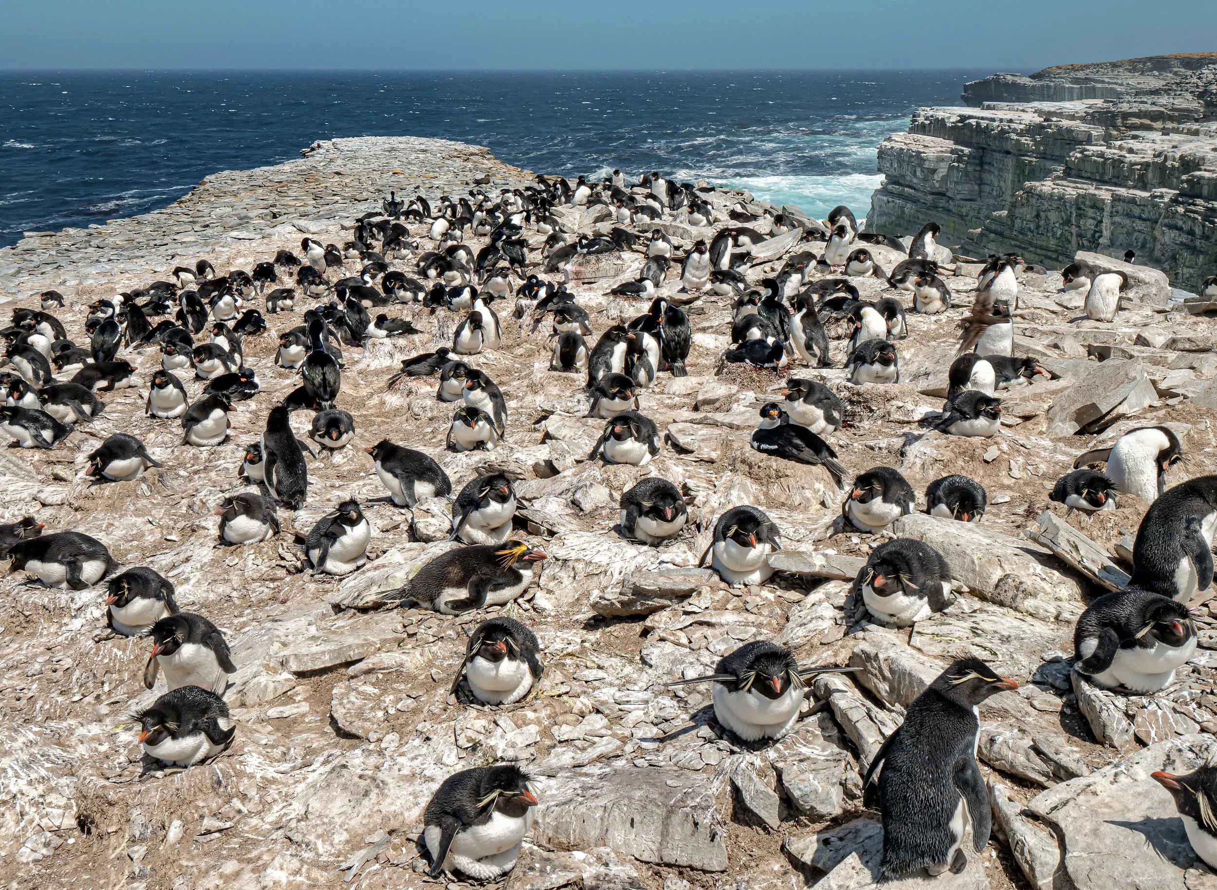 Falklands 8 (2383 of 2696)-Edit-Edit-Edit.jpg