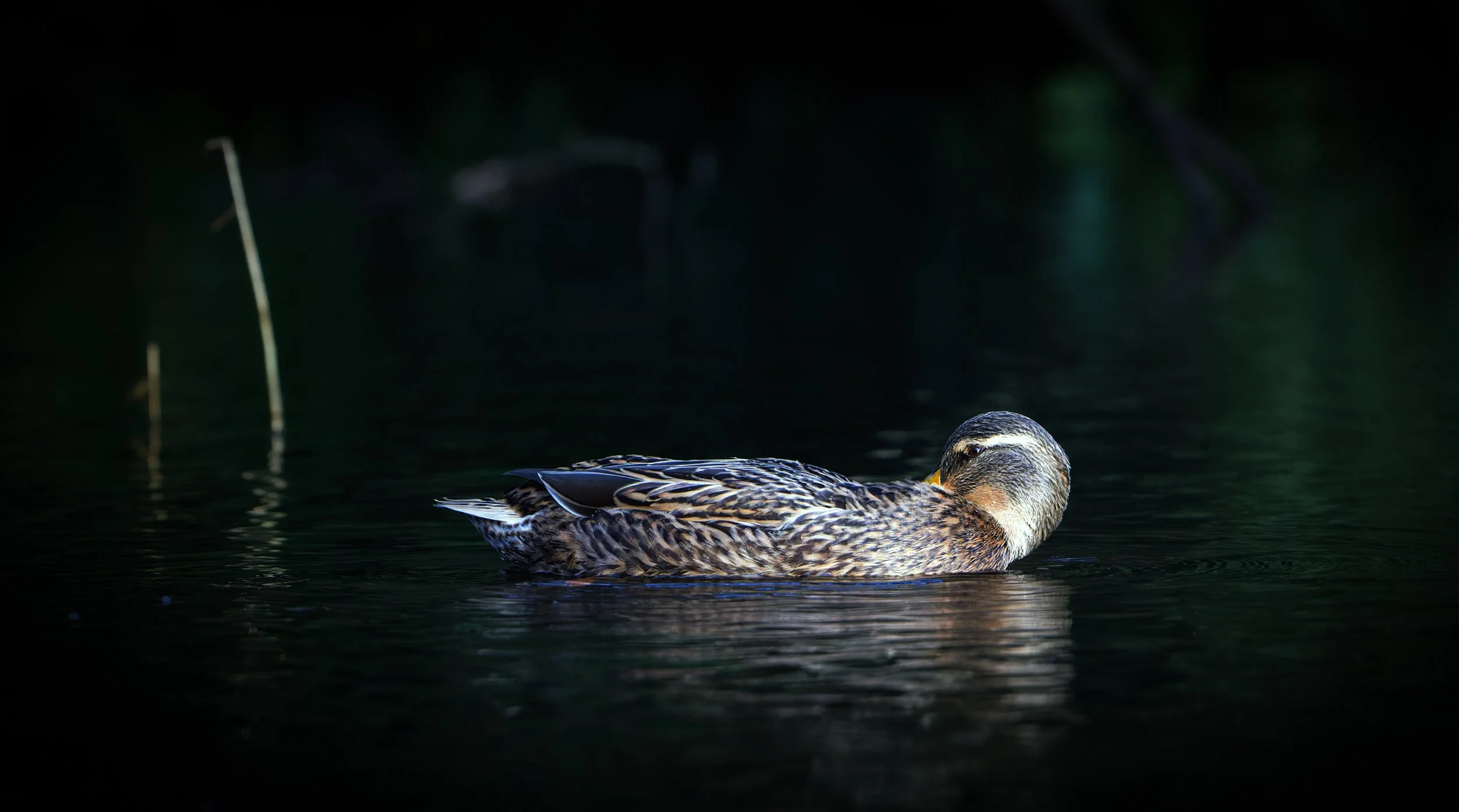 untitled (19 of 217)-CR3_DxO_DeepPRIME-Edit.jpg