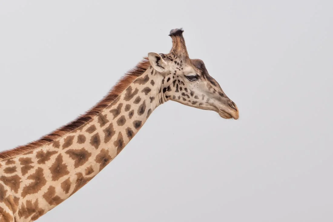 untitled (1318 of 6546).jpg