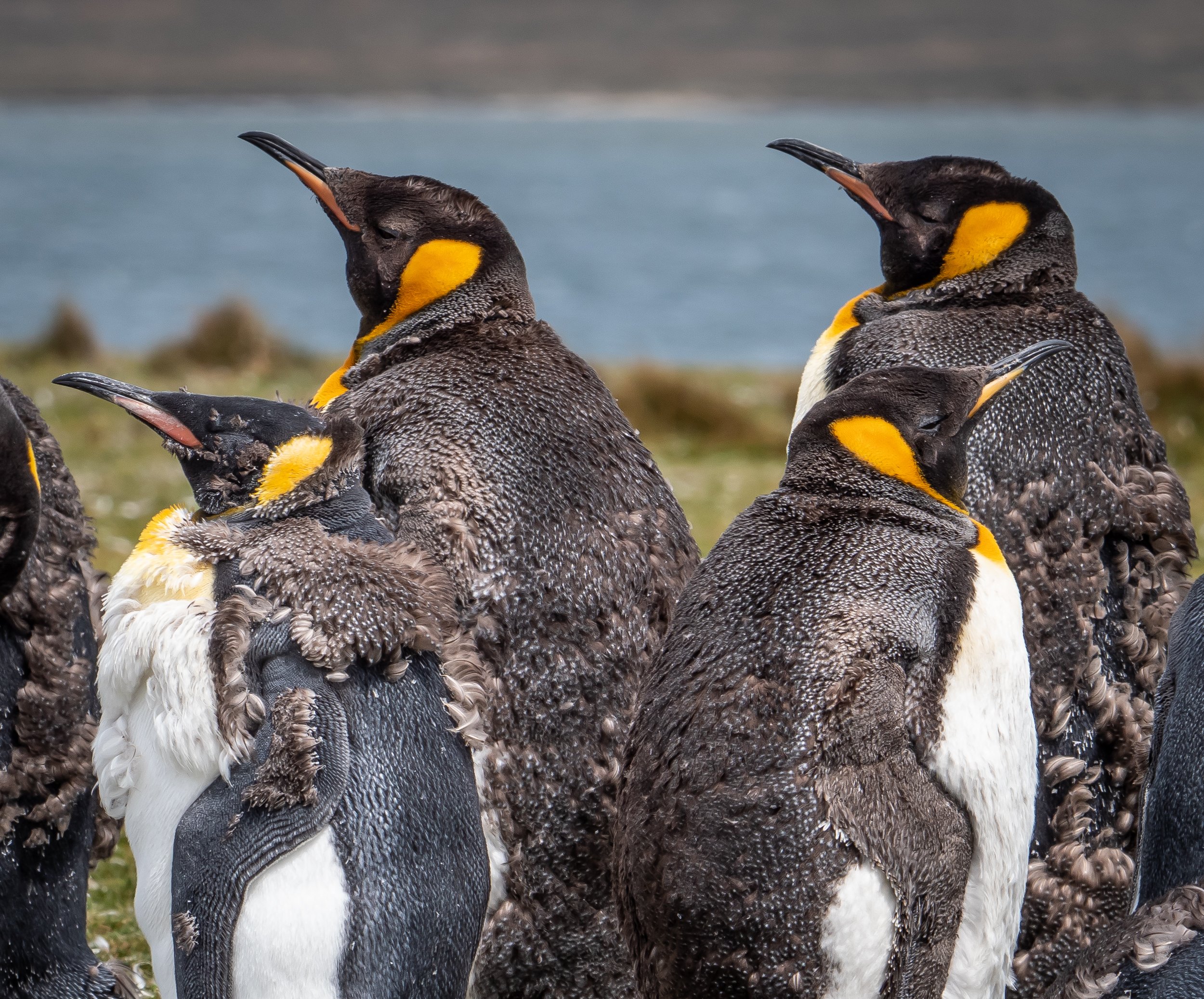 Falklands 10 (1100 of 1273).jpg