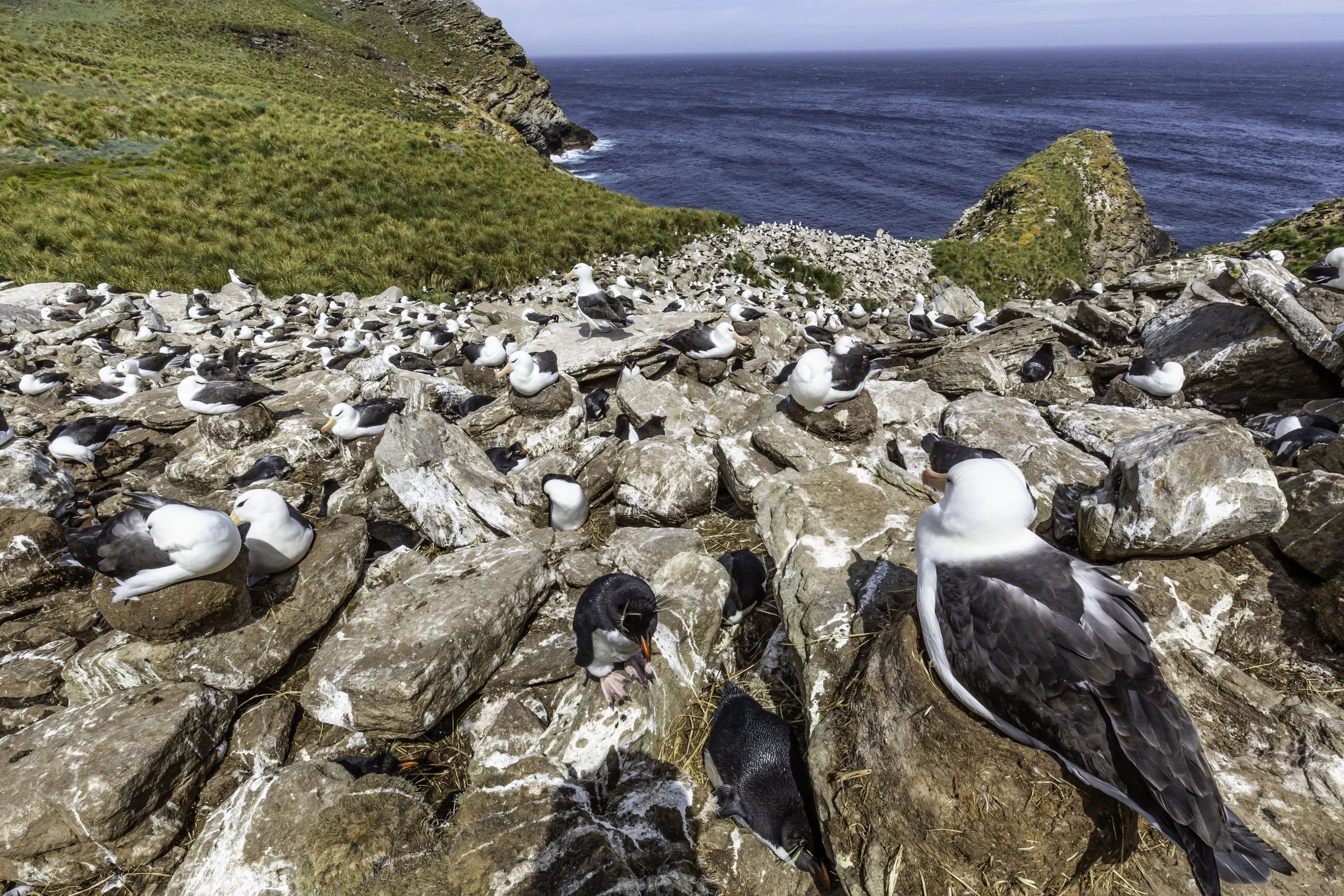 Falklands 2 (861 of 1584).jpg