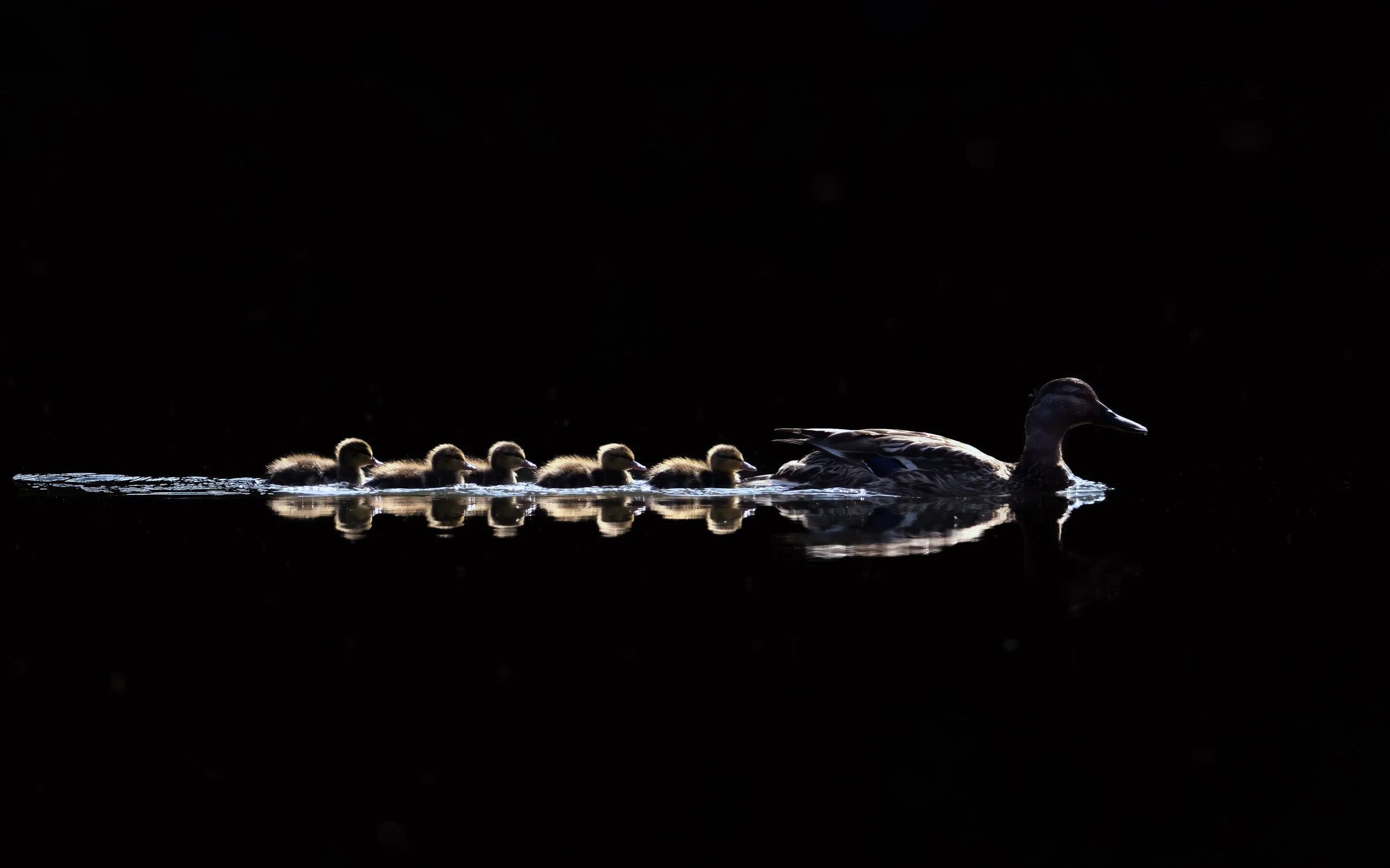 Shoveller with chicks Swanwick Lakes.jpg