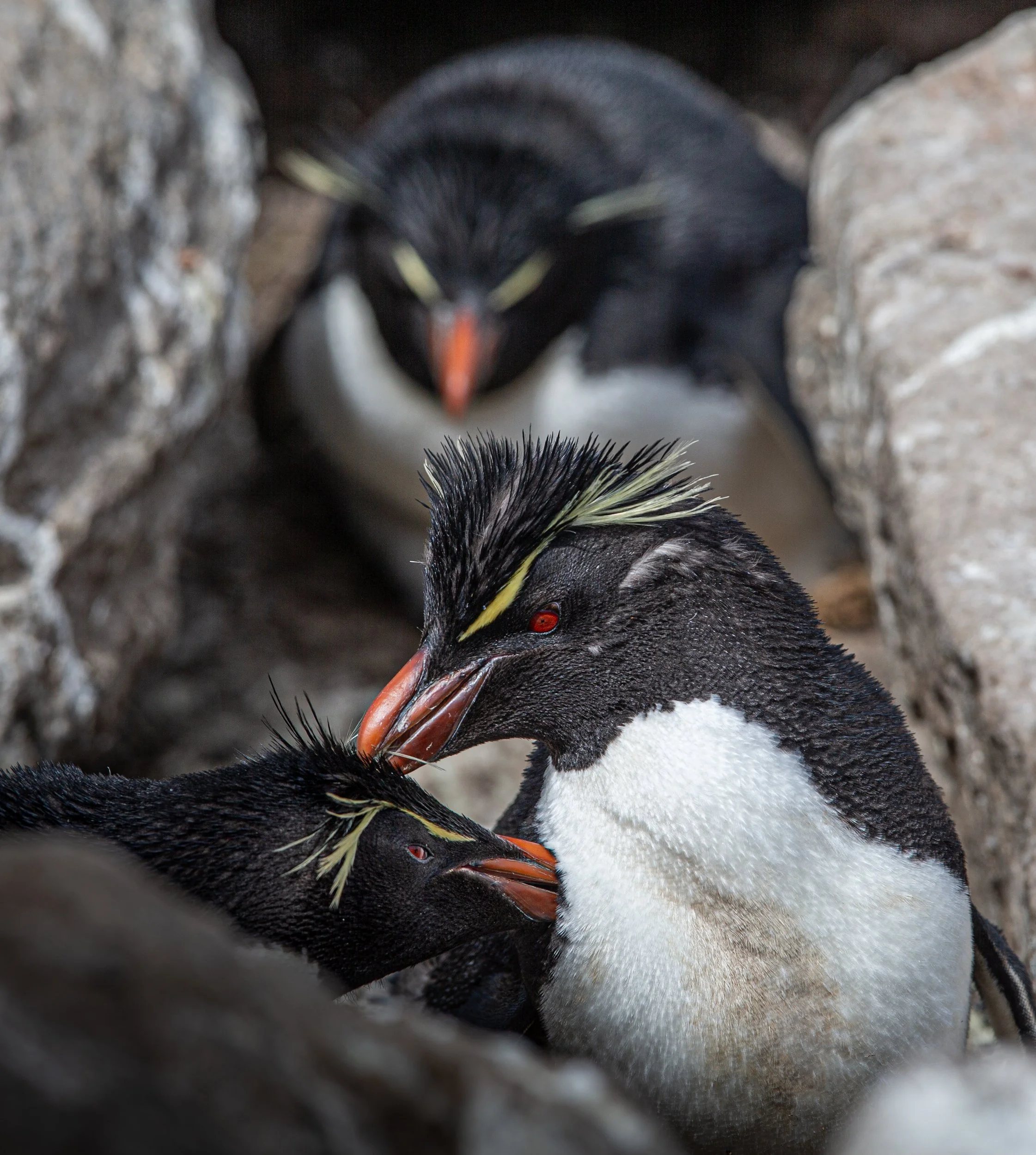 Falklands 2 (73 of 1584).jpg