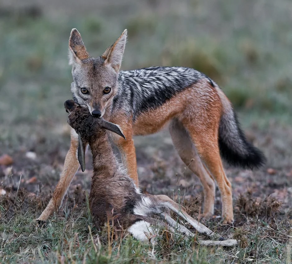 Massai Mara, Kenya  2011 15-101-dng-Edit.jpg