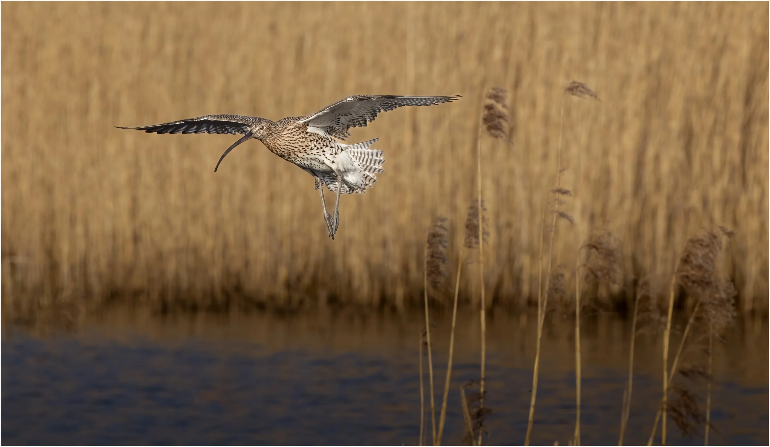 Curlew1.jpg