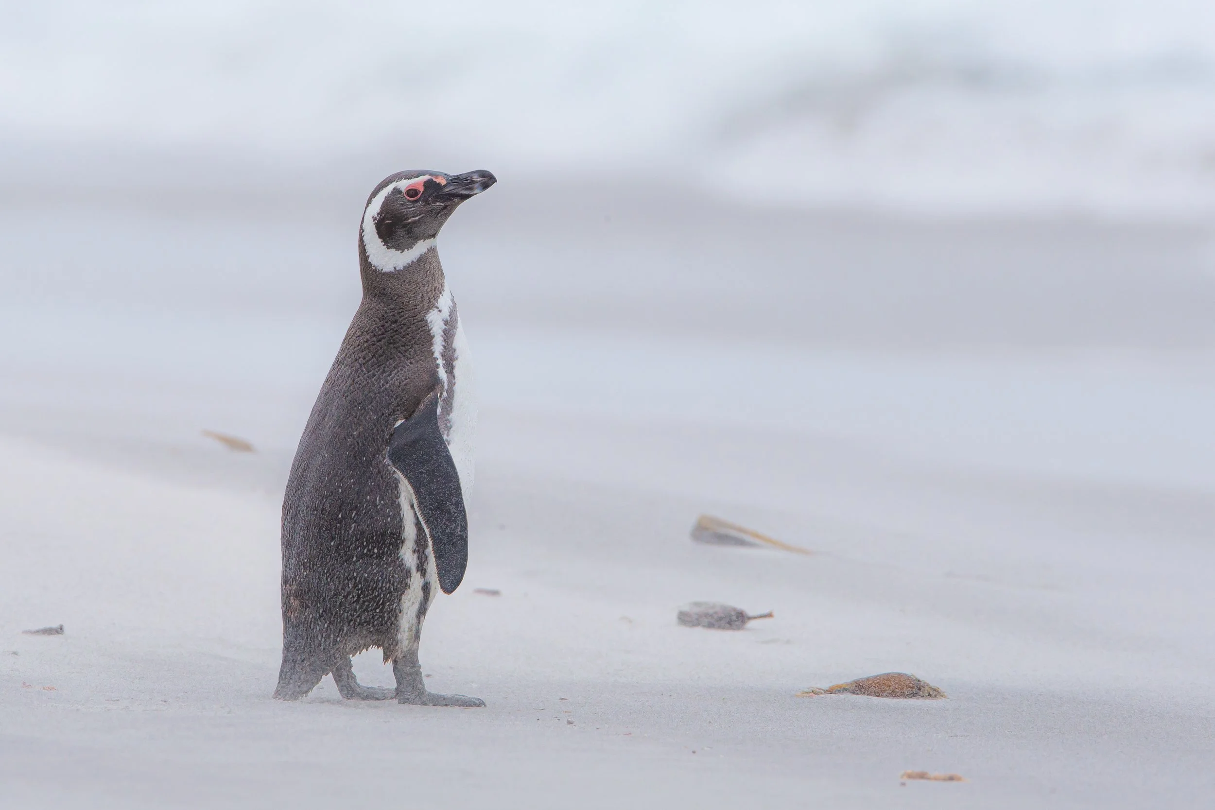 Falklands 6 (339 of 664).jpg
