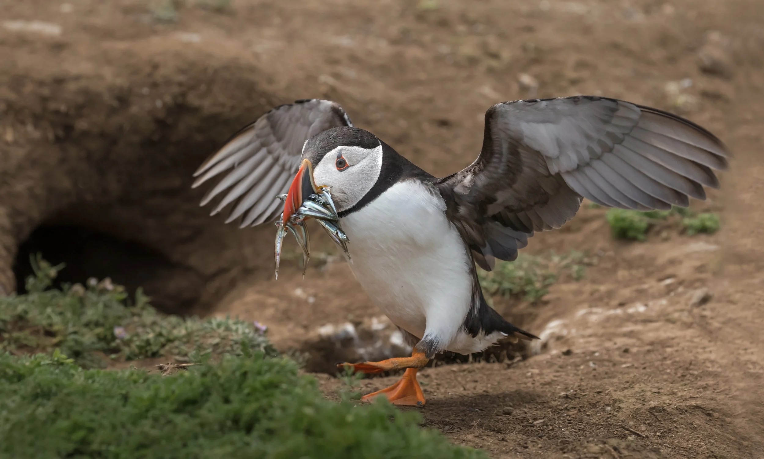 Puffin 5-Edit2.jpg