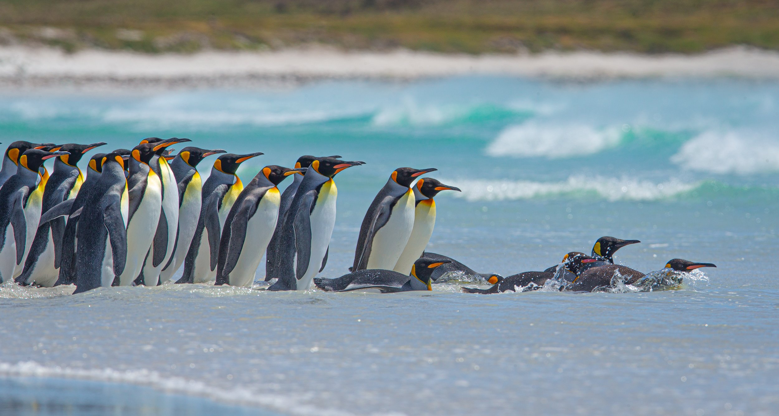 Falklands 10 (221 of 1273).jpg