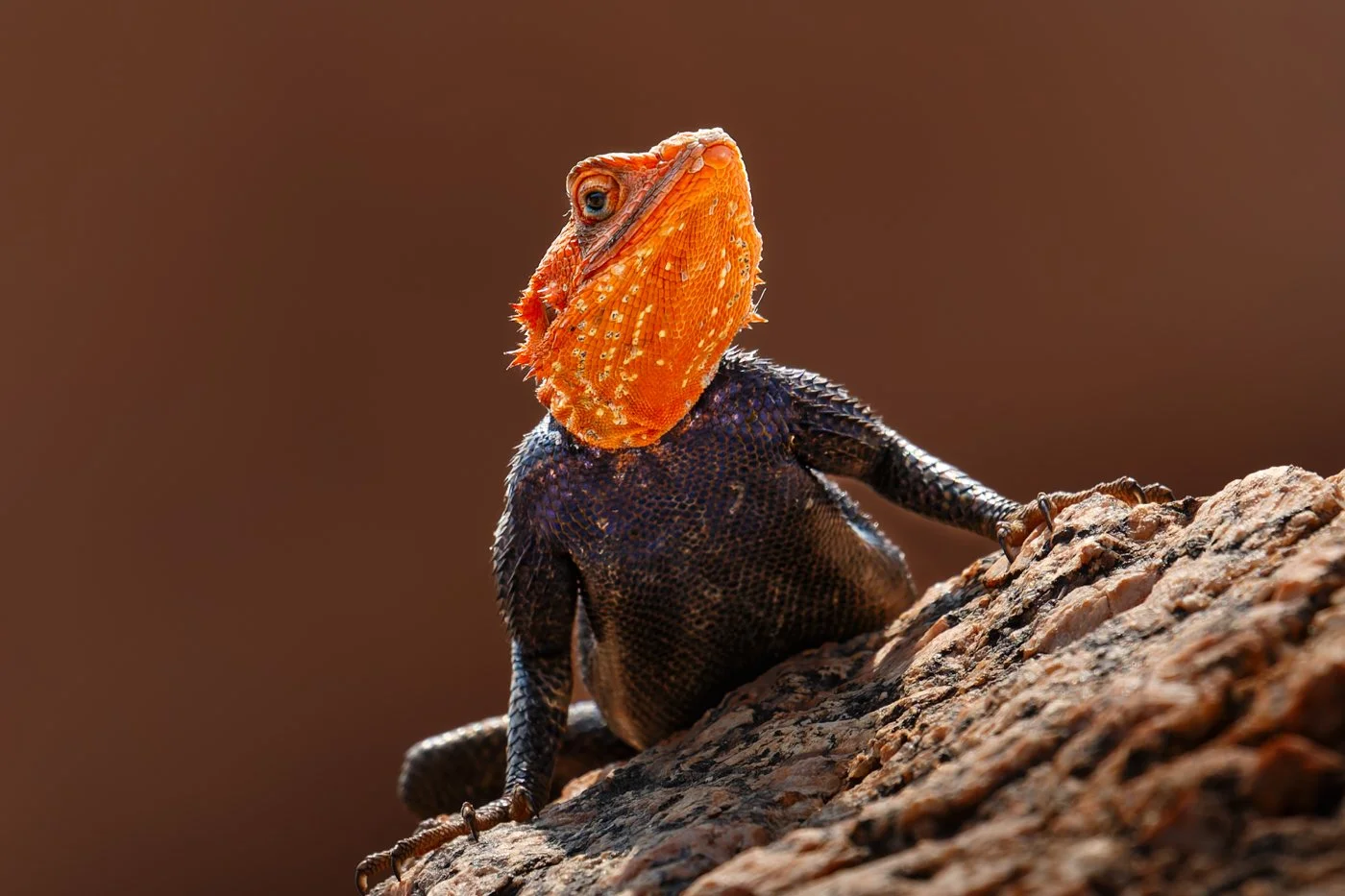 Namibia 9 (52 of 72)-DxO_DeepPRIME XD2s-Edit.jpg