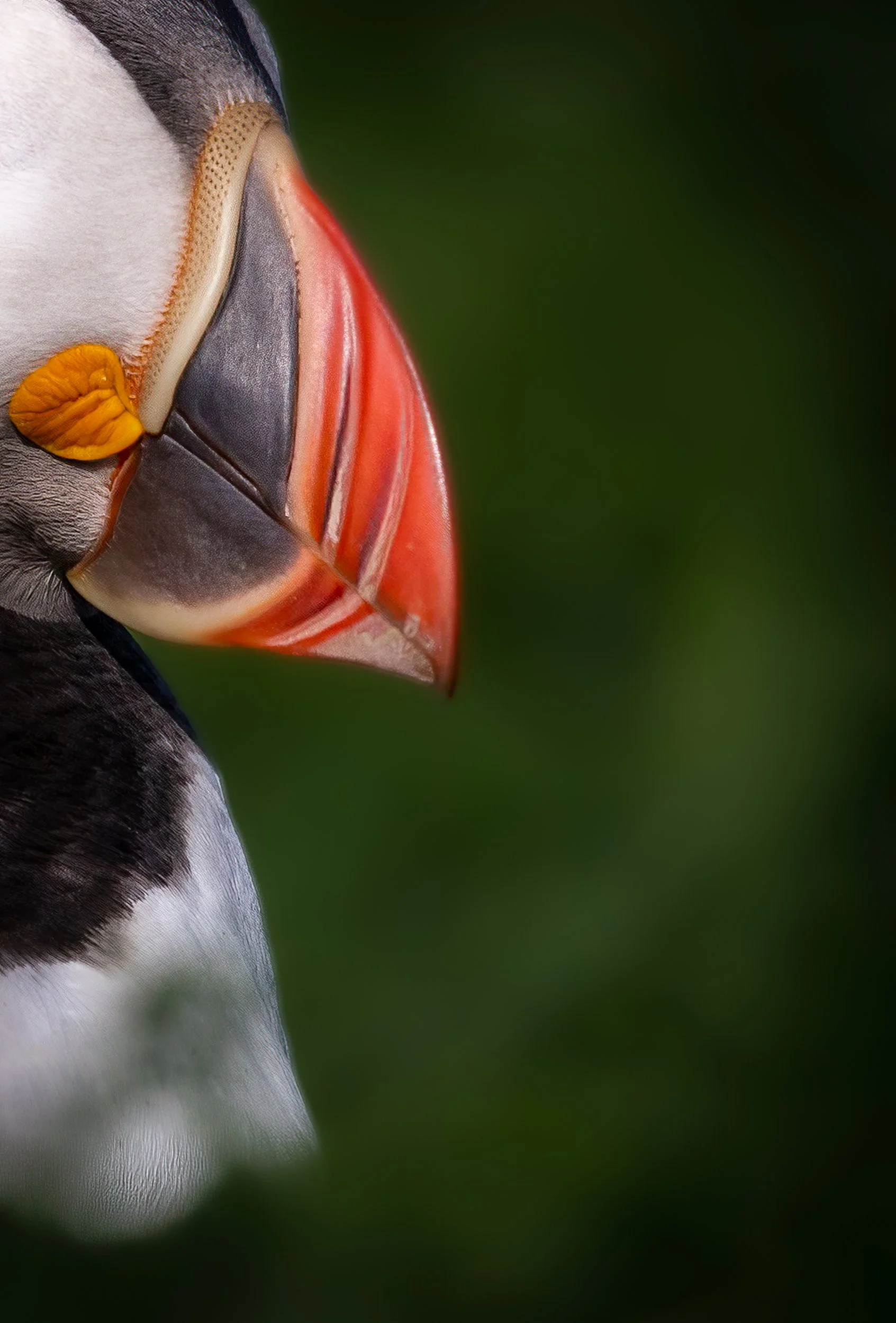Skomer Island (257 of 1090)-Edit.jpg
