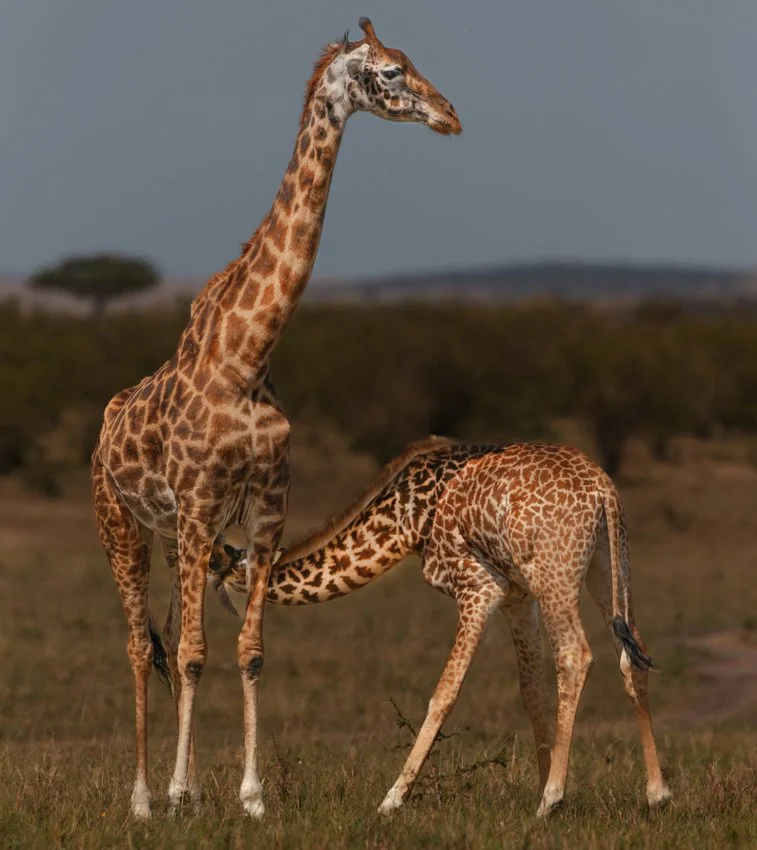 Massai Mara, Kenya  2011 14-185-DxO_DeepPRIME XD2s-Edit.jpg