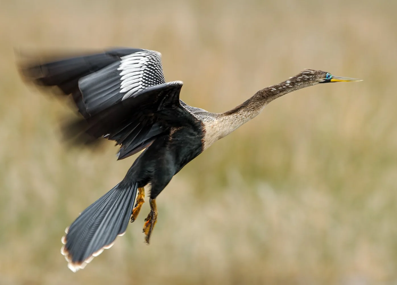 Vera Wetlands reworked.jpg