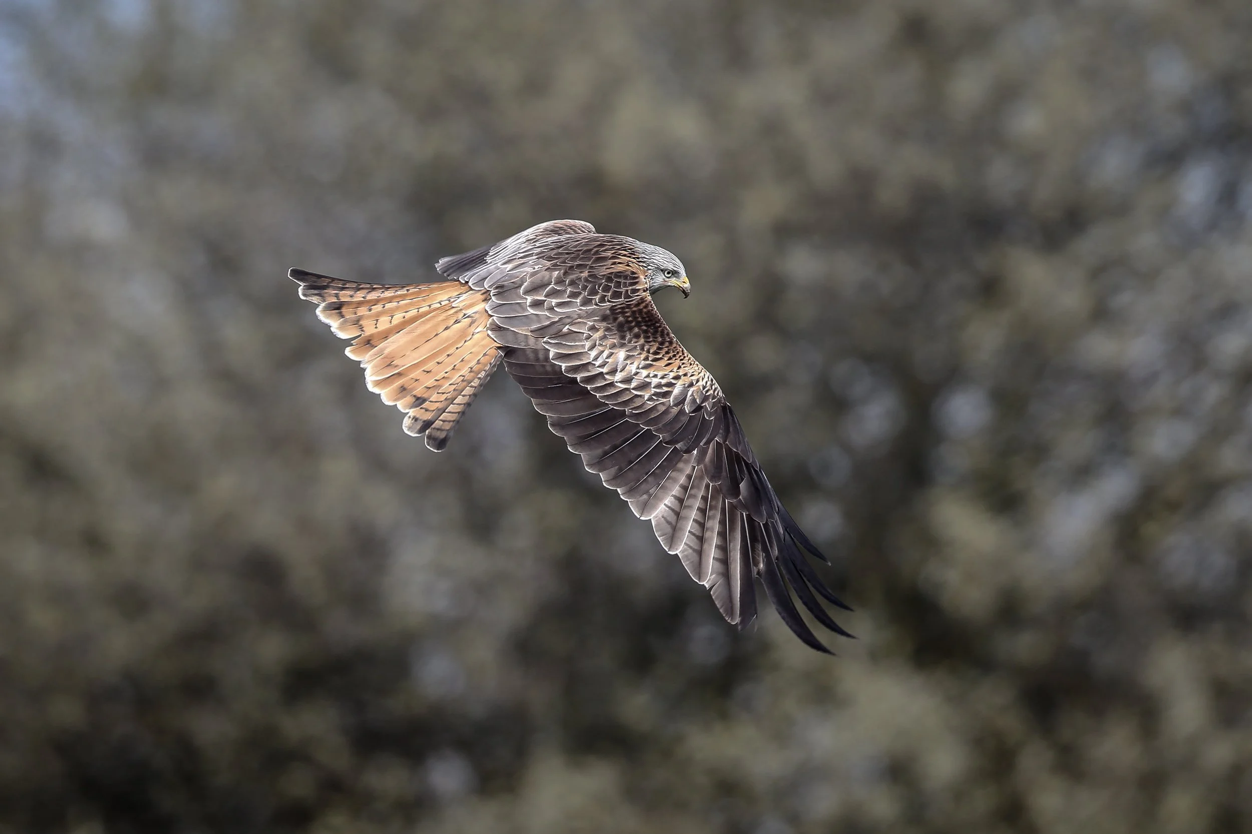 Red Kites 311-181-Edit.jpg