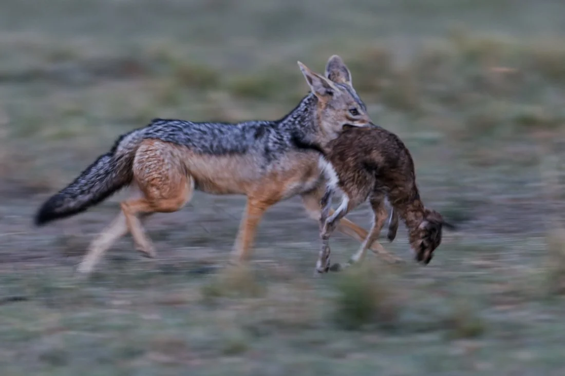 Black backed Jackell.jpg