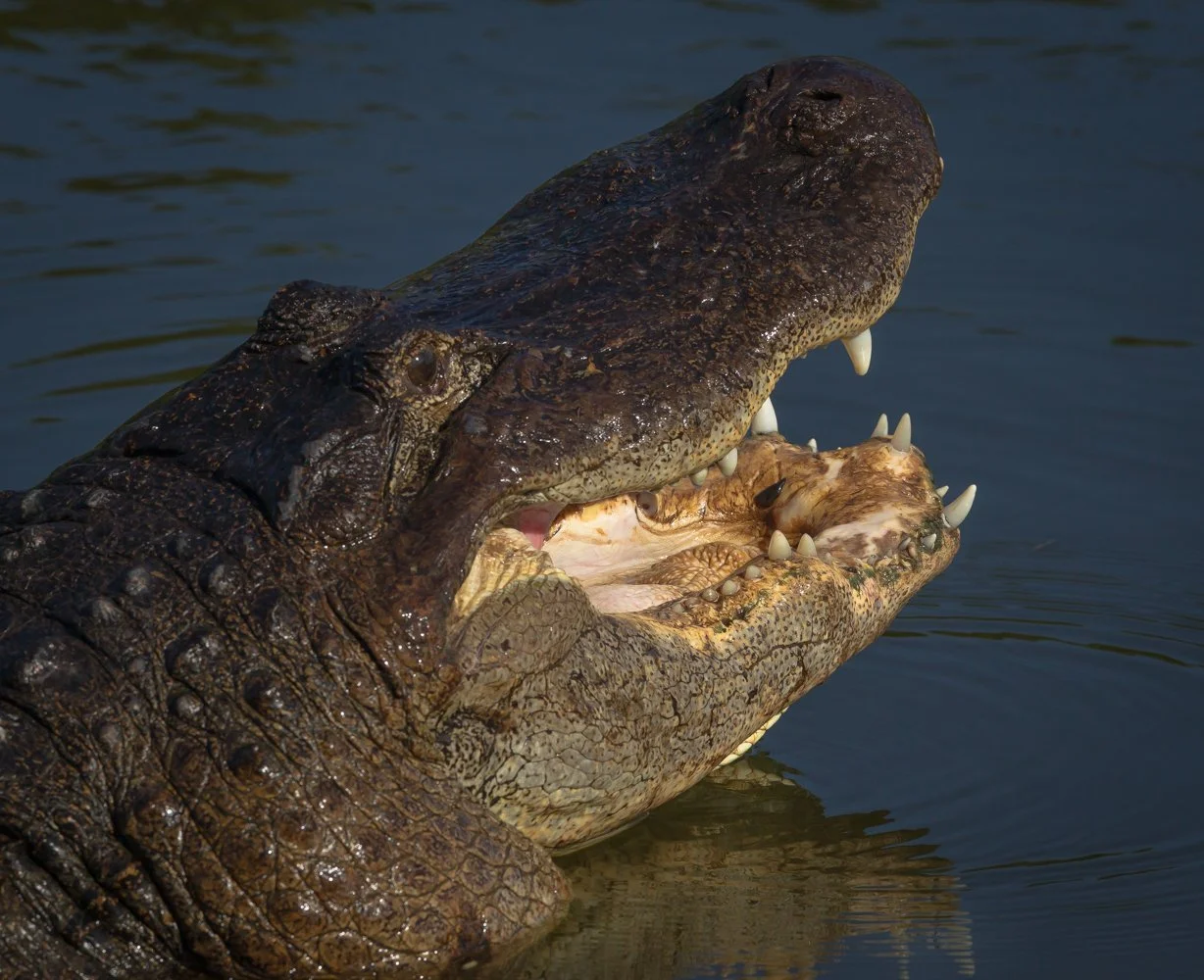 Florida Birds (2538 of 760).jpg