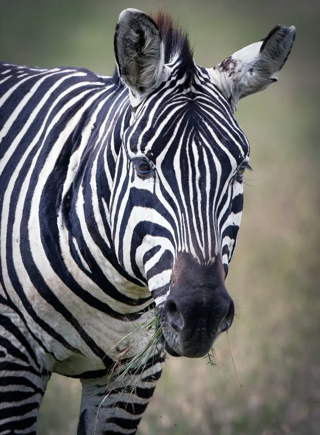 Lake Nukuru, Kenya  2011 13-501-CR2-Edit.jpg