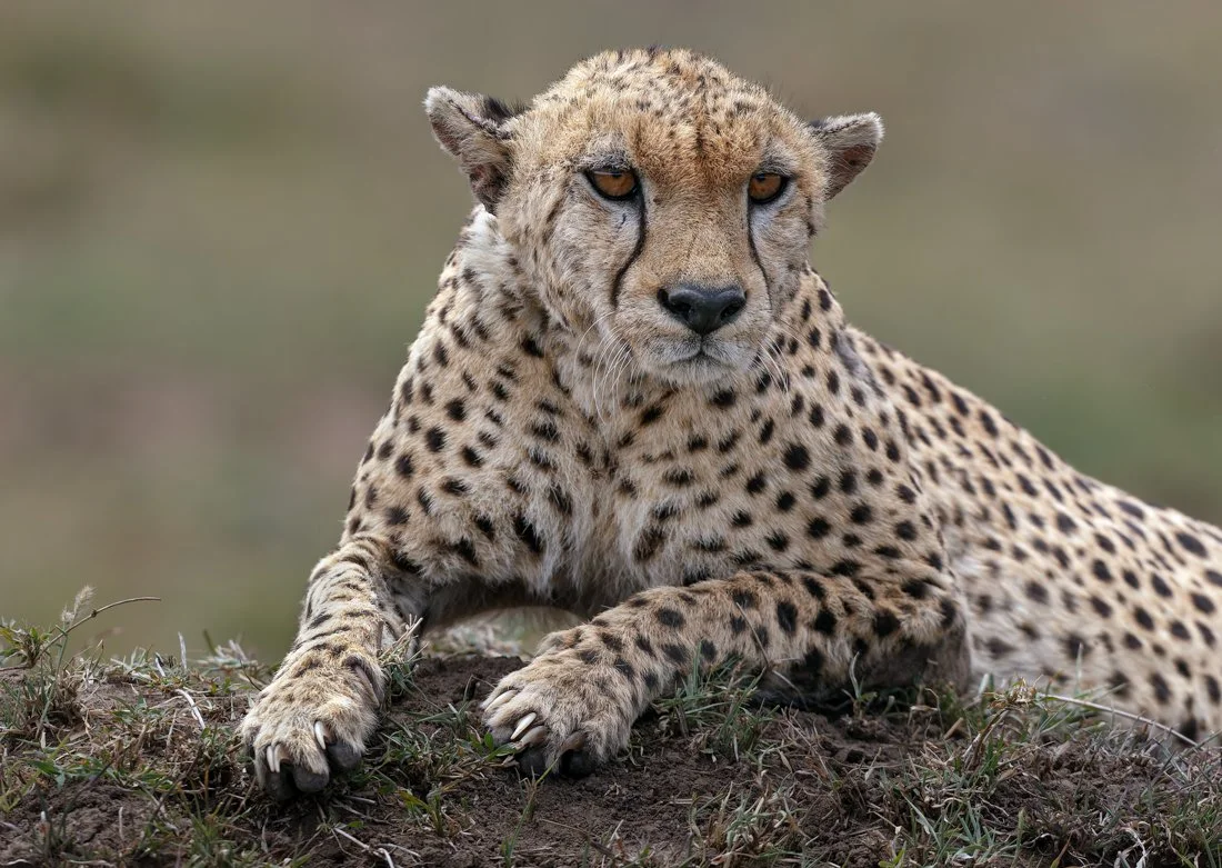 Massai Mara, Kenya  2011 14-4231-DxO_DeepPRIME XD2s-Edit.jpg
