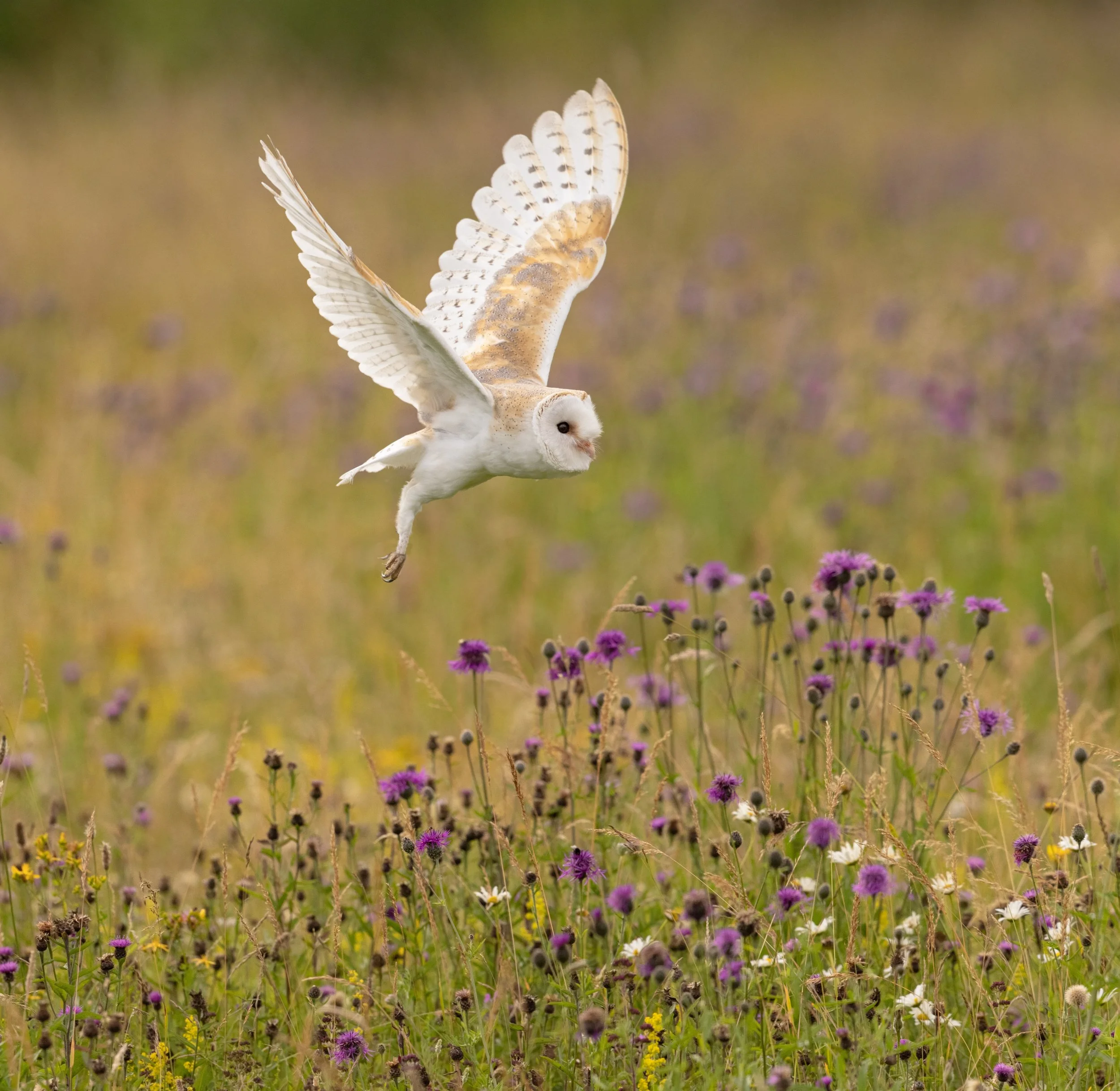 untitled (2281 of 5037)-Edit-Edit-Edit.jpg