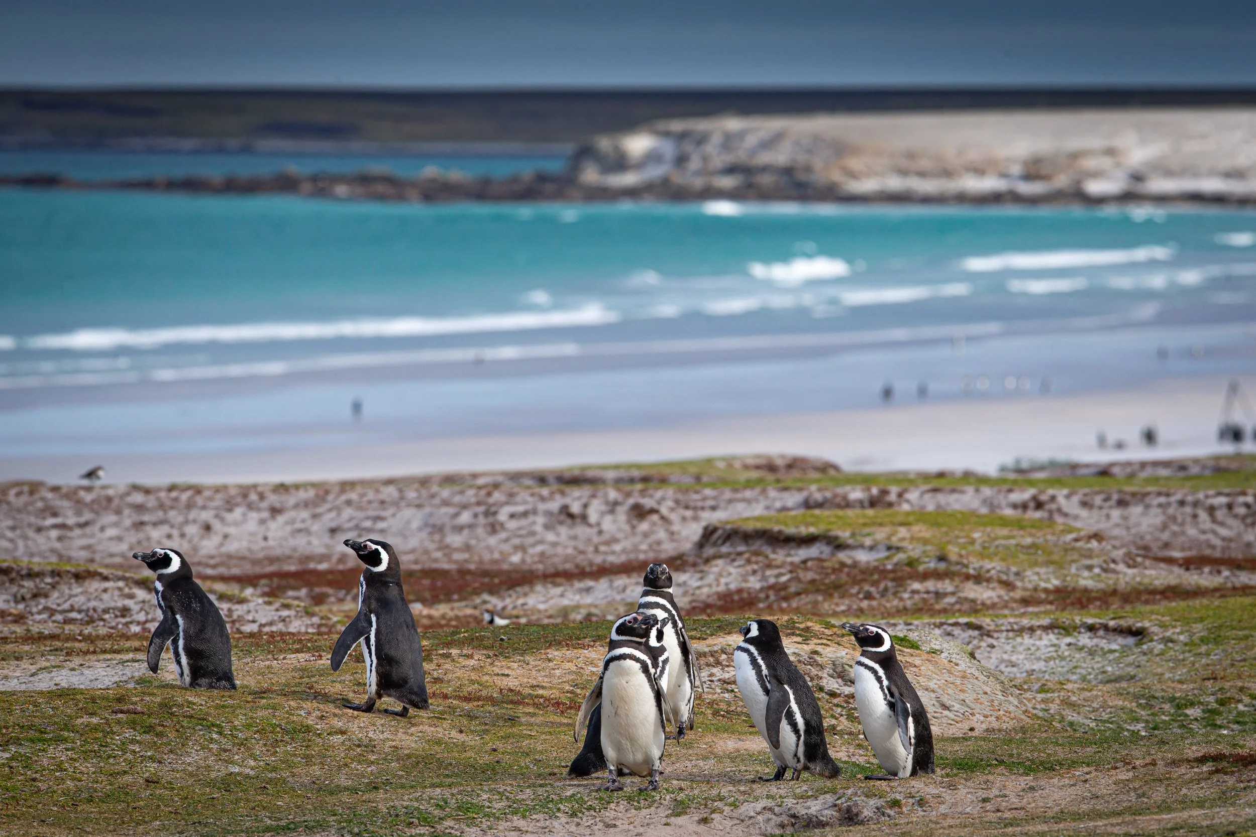 Falklands 10 (237 of 680).jpg