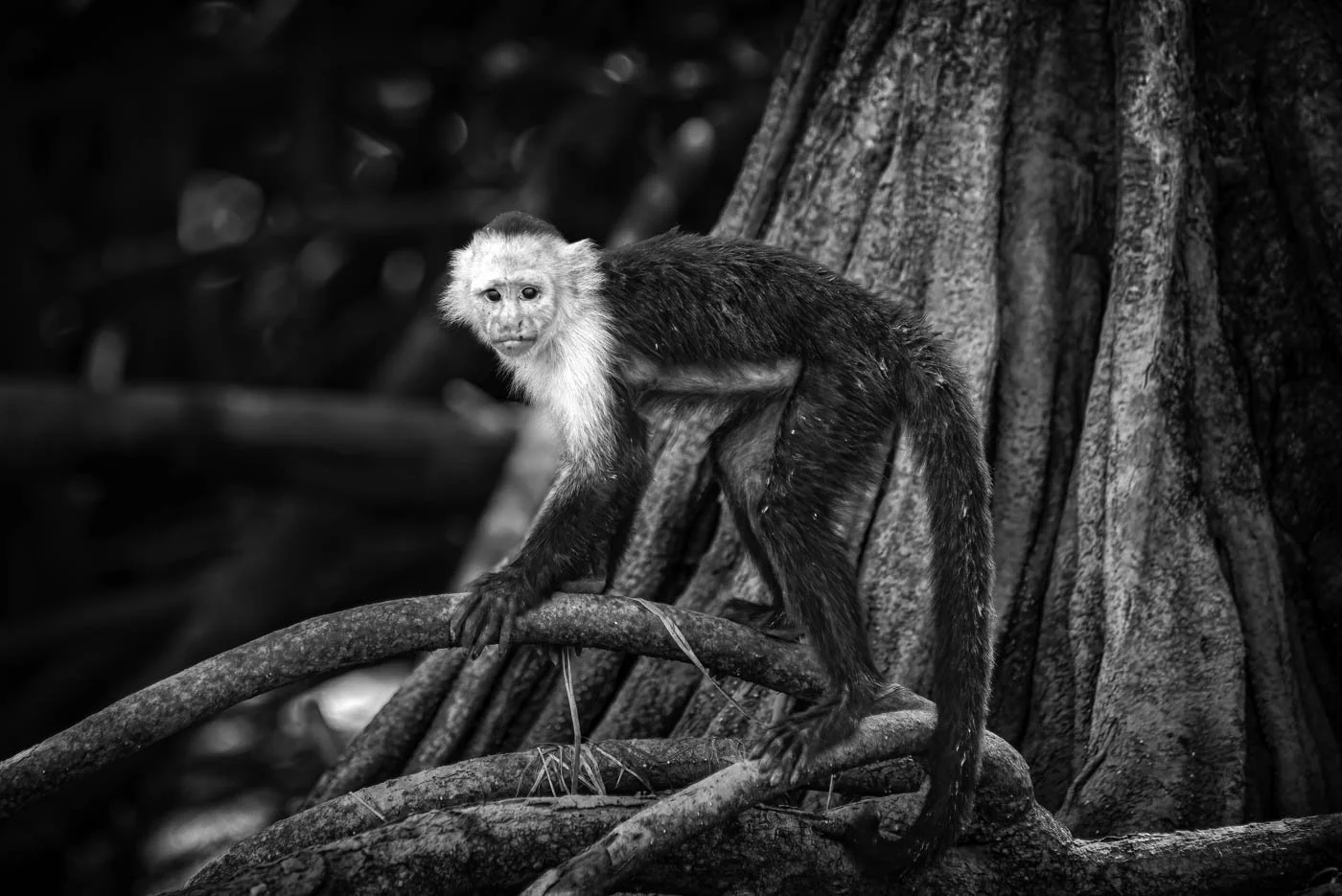 Costa Rica (3629 of 3839)-Edit-2-Edit-Edit-Edit.jpg