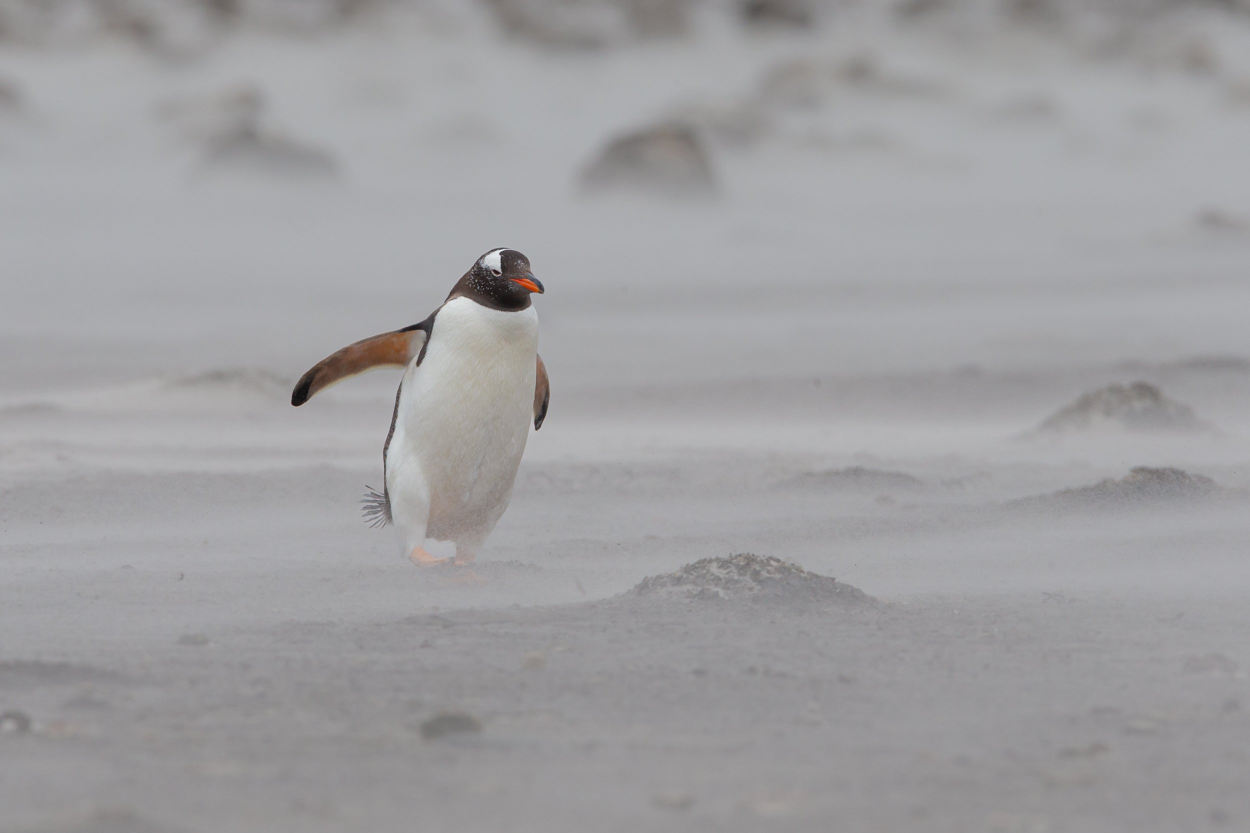 Falklands 6 (274 of 664).jpg