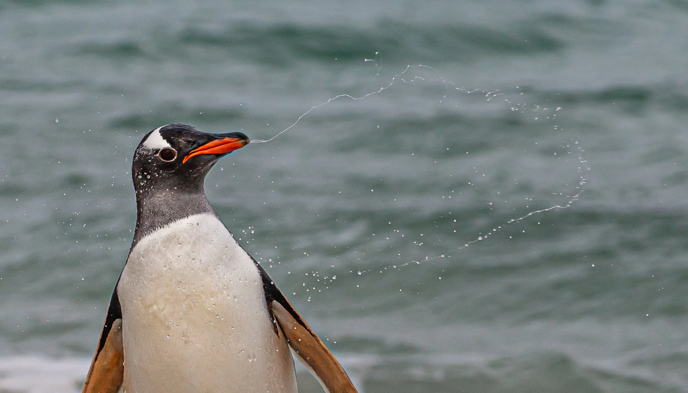 Falklands 3 (1067 of 1118).jpg