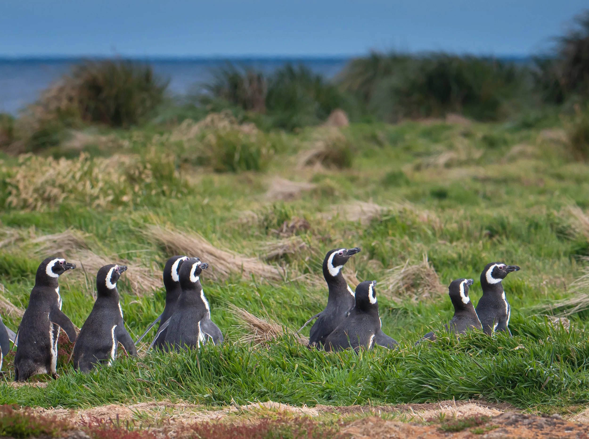Lumix  Carcass Island (234 of 268).jpg