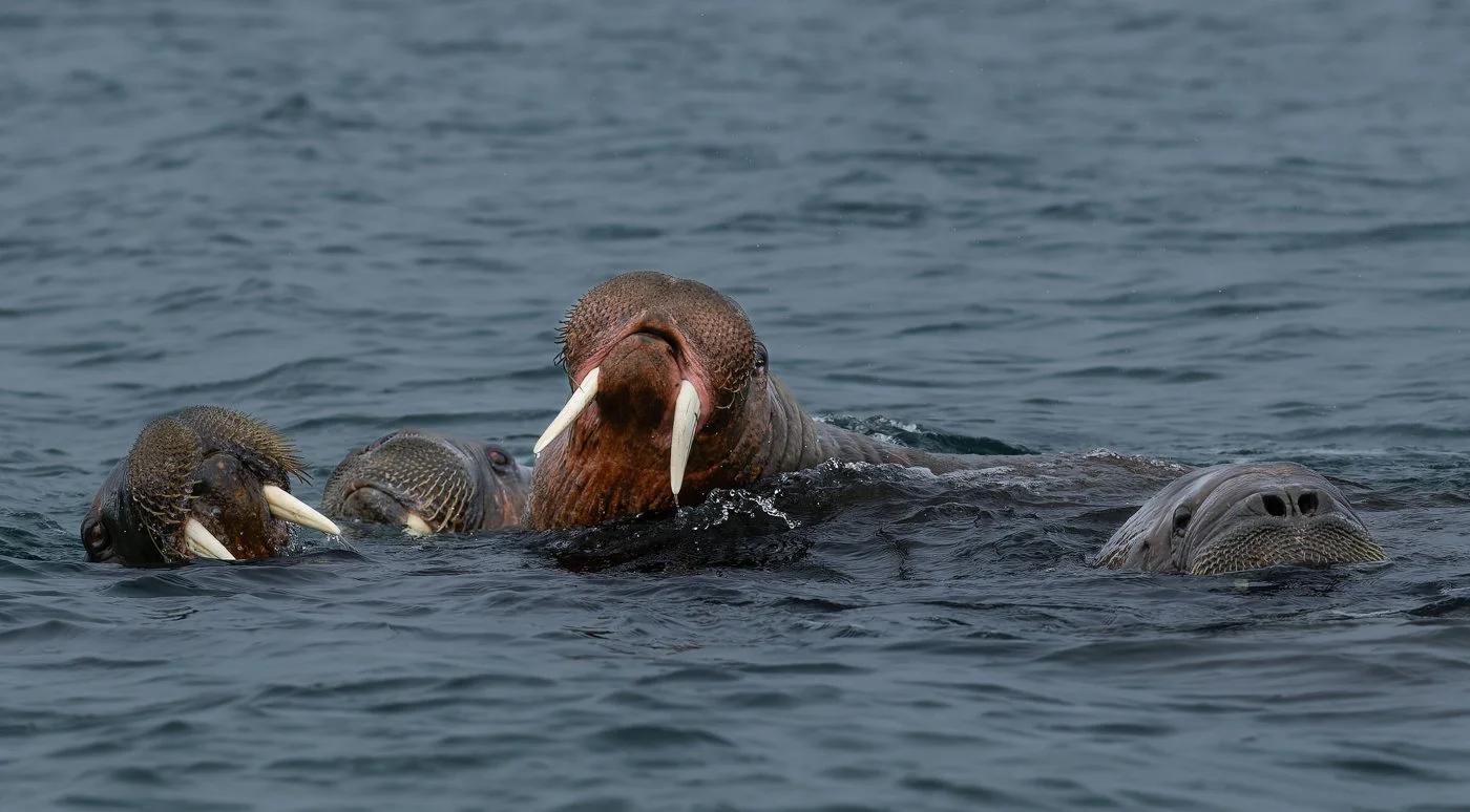 Arctic Voyage122012-215-cr2.jpg