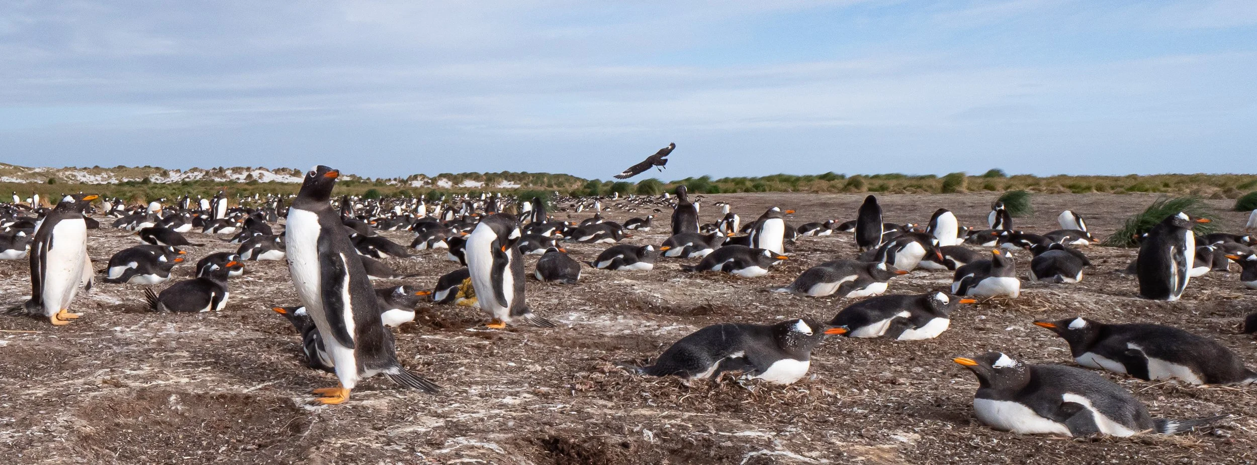 Falklands 8 (2002 of 2696).jpg