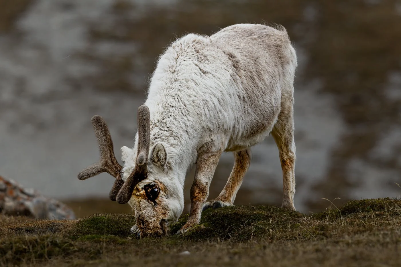 Arctic Voyage312012-19-CR2-Edit.jpg