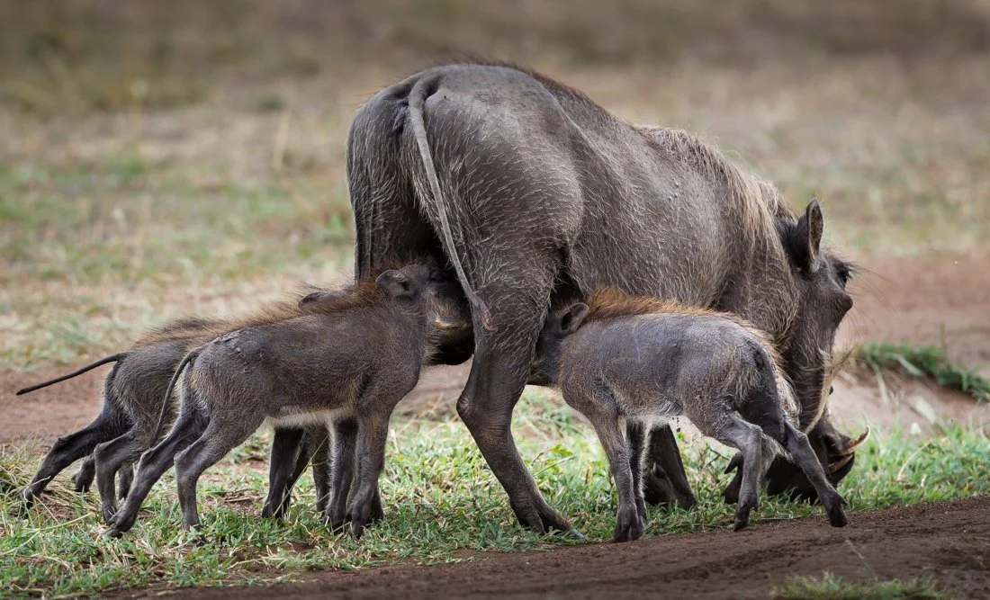 Massai Mara, Kenya  2011 14-737.jpg