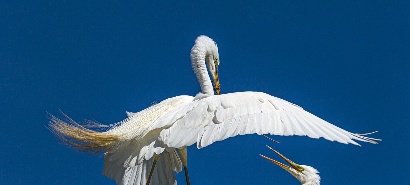 Egrets.jpg