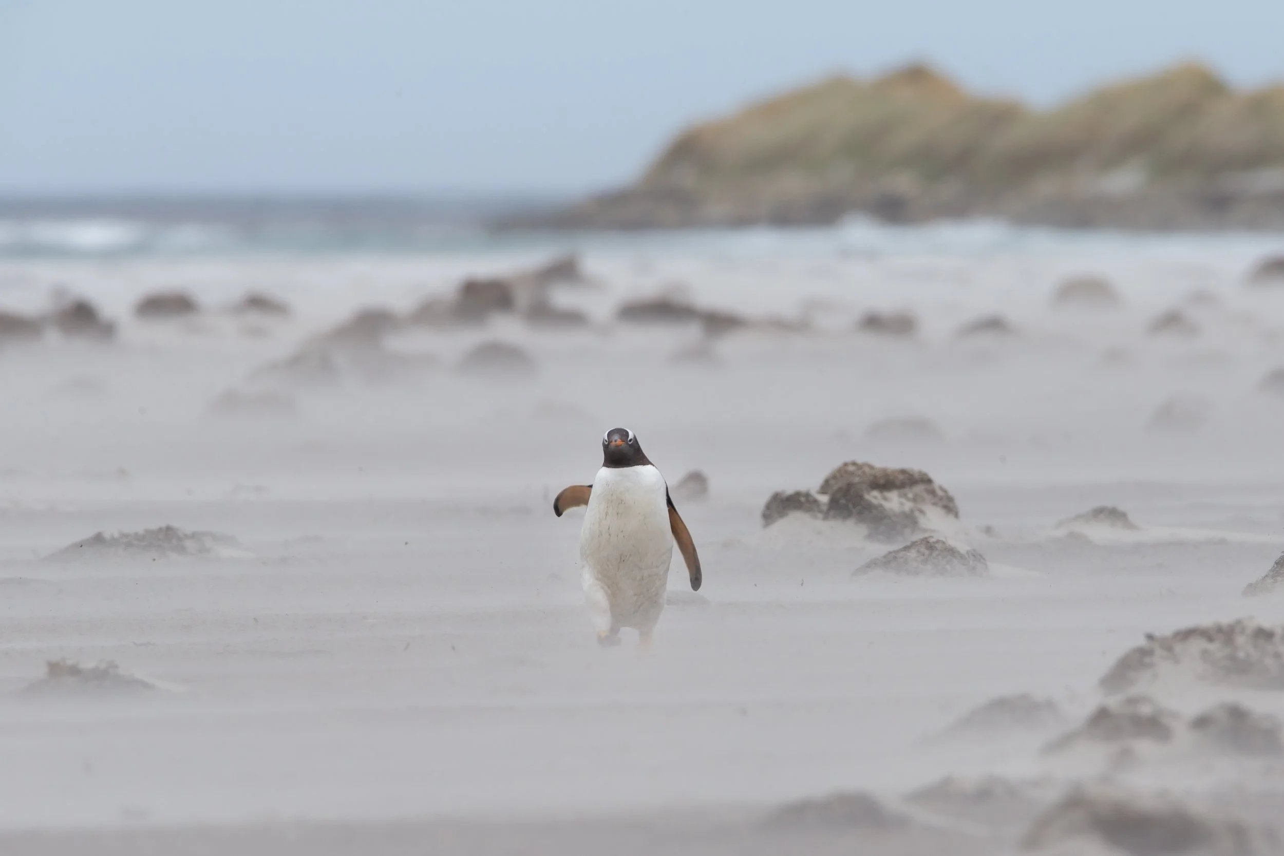 Falklands 6 (255 of 664).jpg