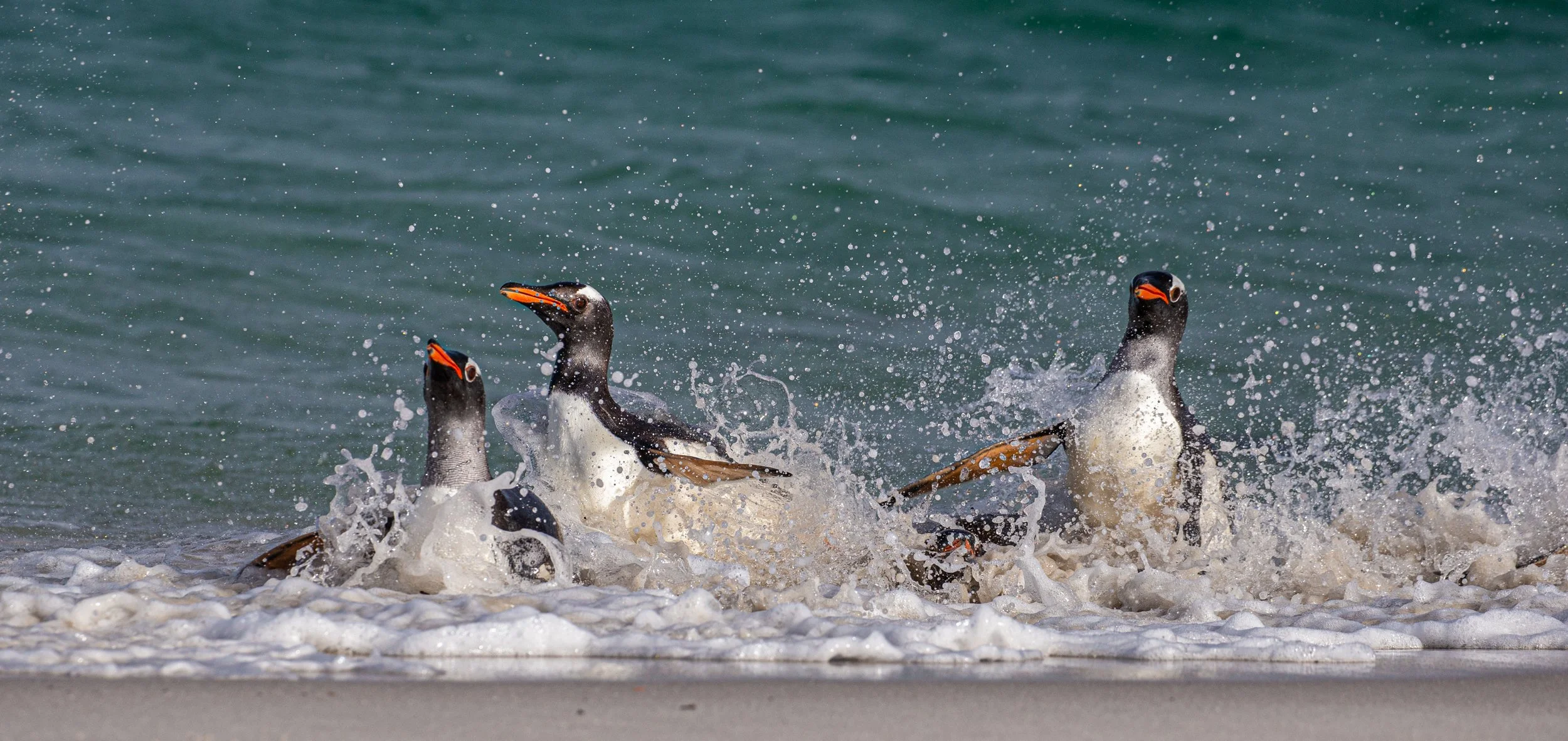 Falklands 3 (502 of 1118).jpg