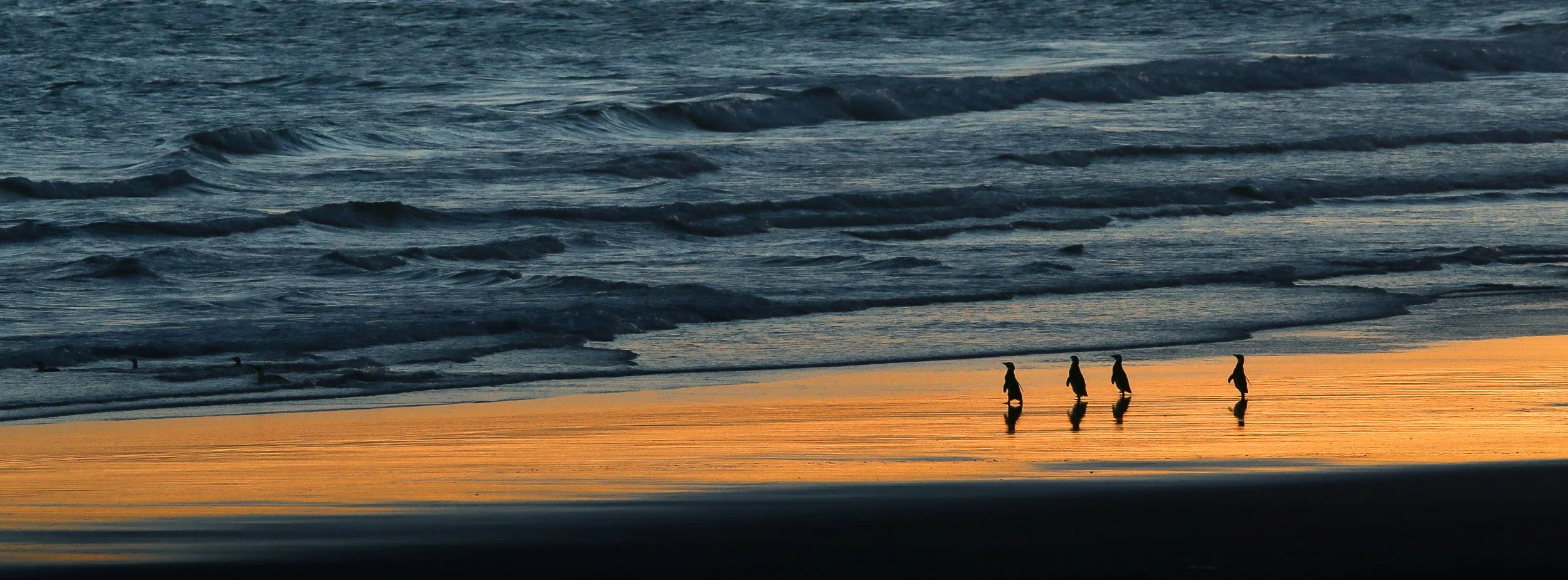 Falklands 10 (605 of 1273).jpg