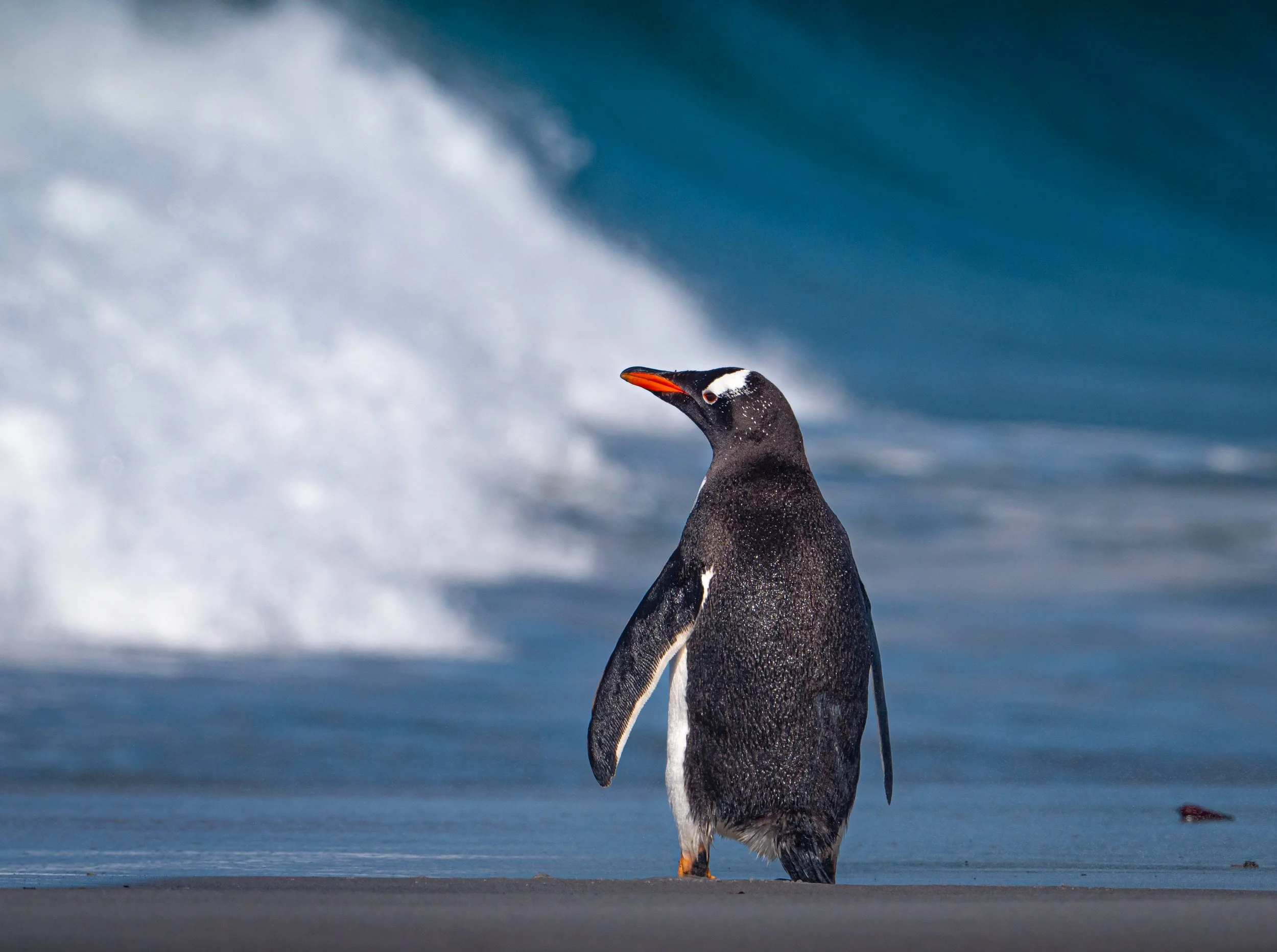 Gentoo going fishing.jpg