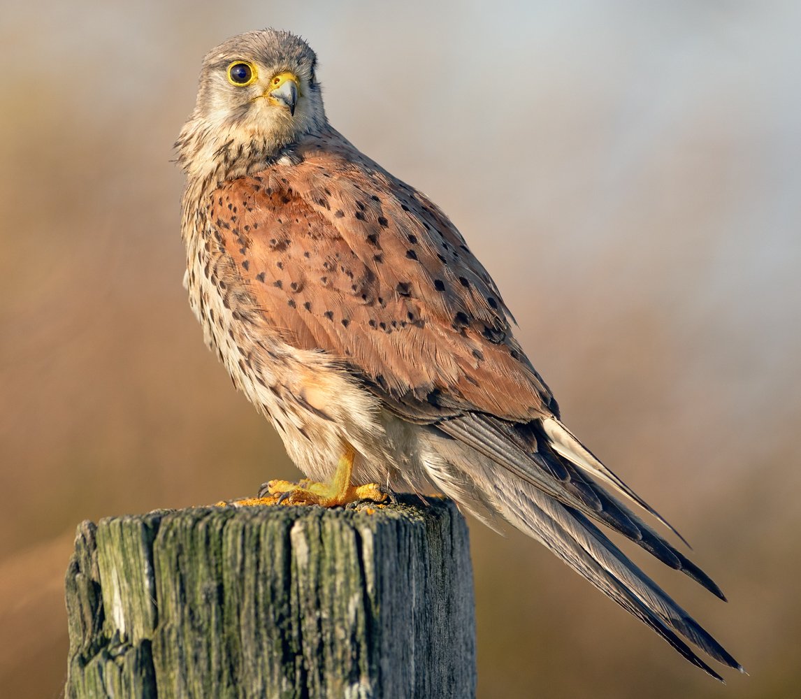 France June 2016 (1677 of 2884)frame-Edit.jpg