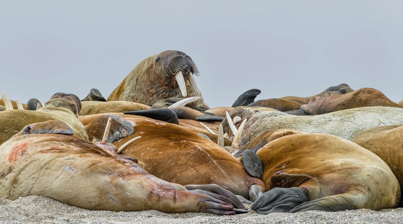 Arctic Voyage122012-37-cr2.jpg