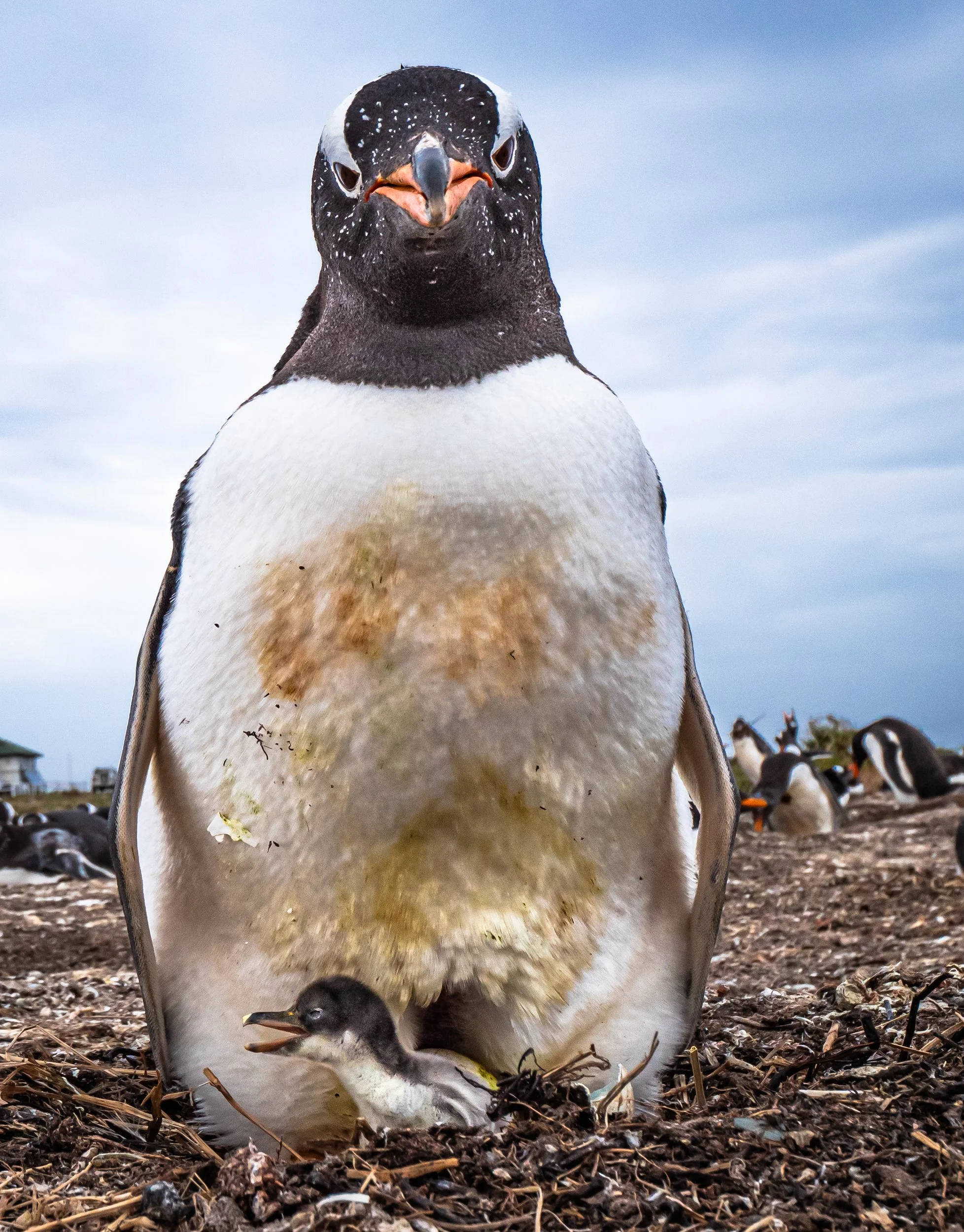 Falklands 8 (2468 of 2696).jpg