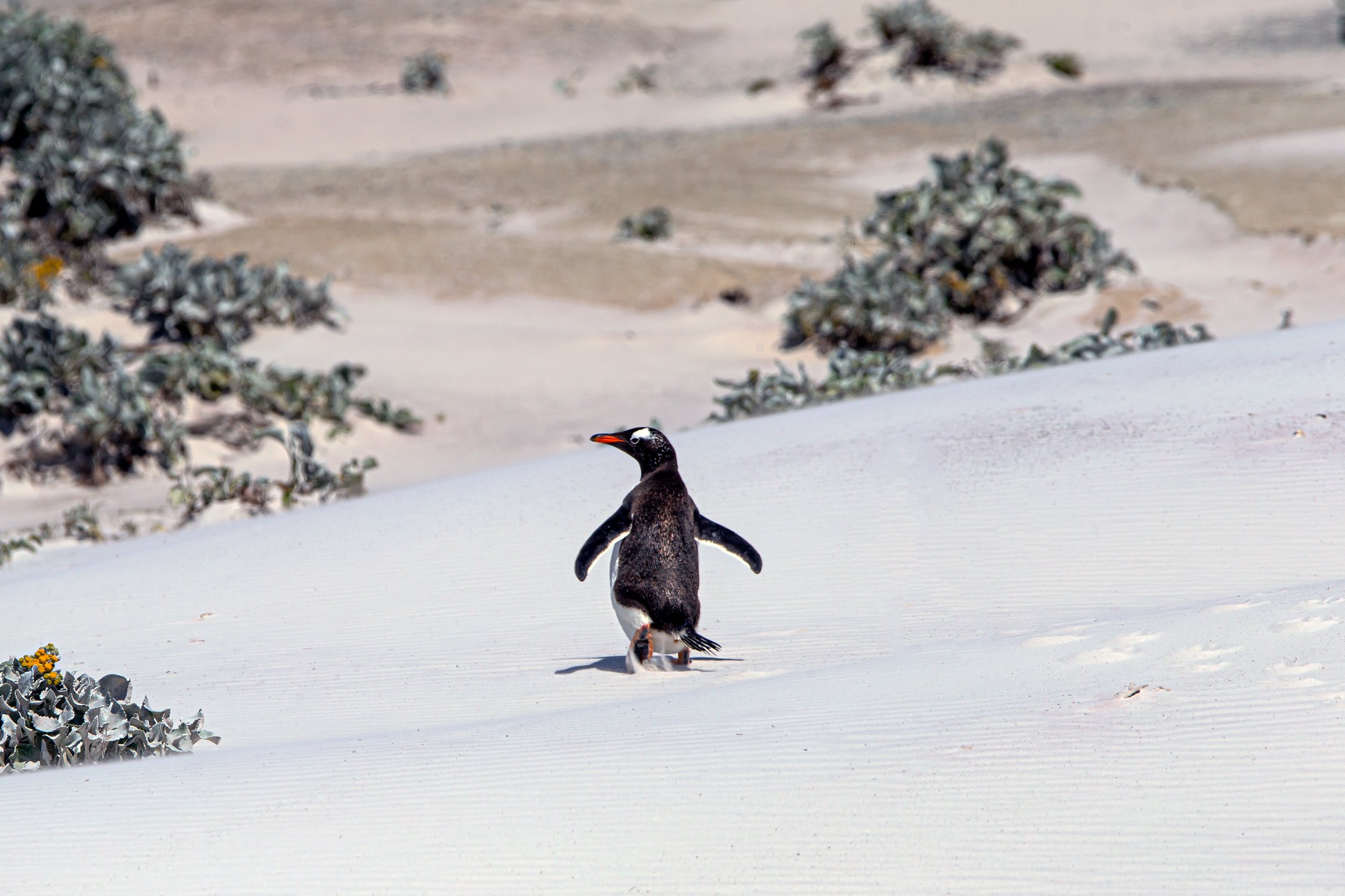 Falklands 10 (189 of 1273).jpg
