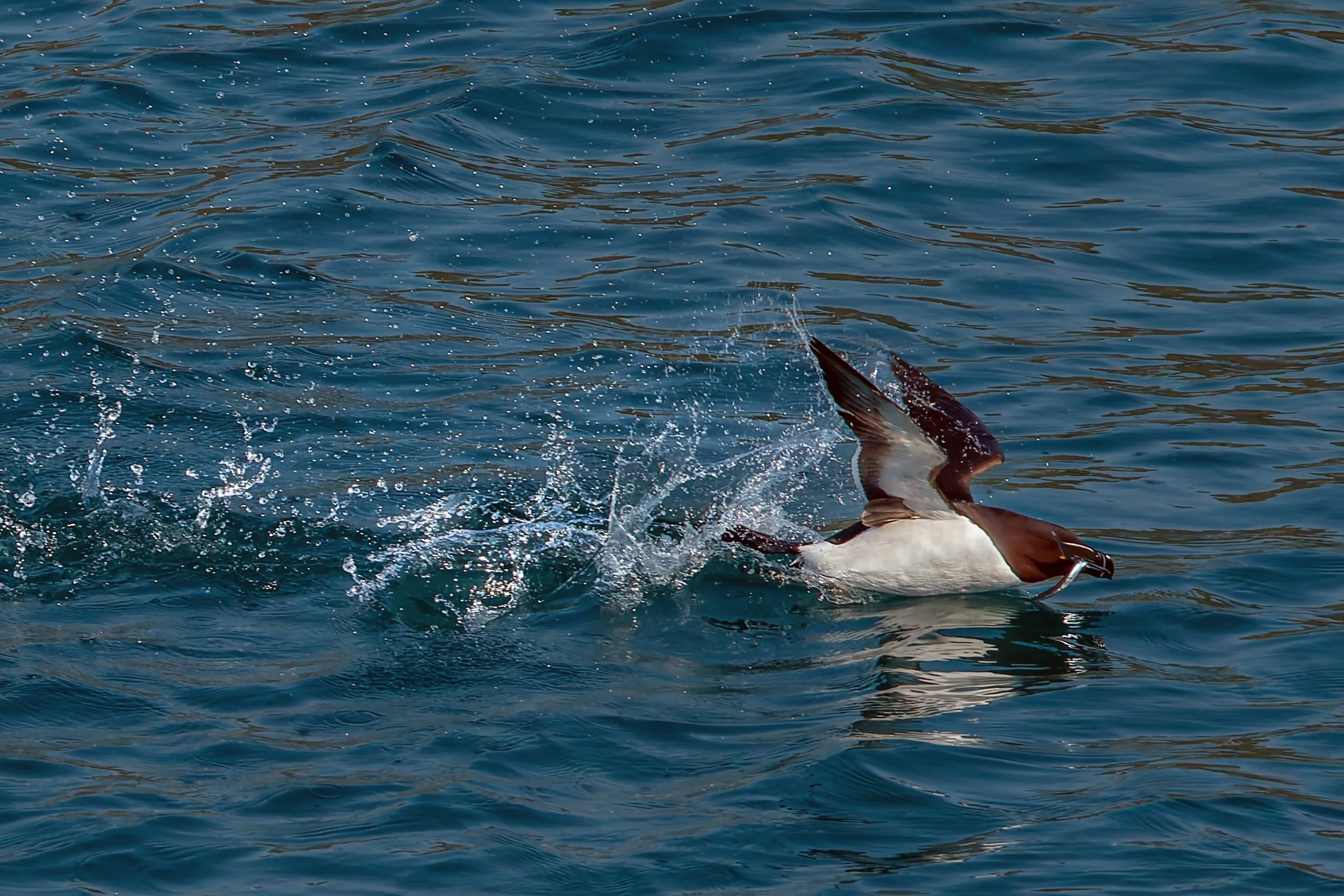 Skomer 2 May 201226-138-DxO_DeepPRIME XD2s-Edit-2.jpg