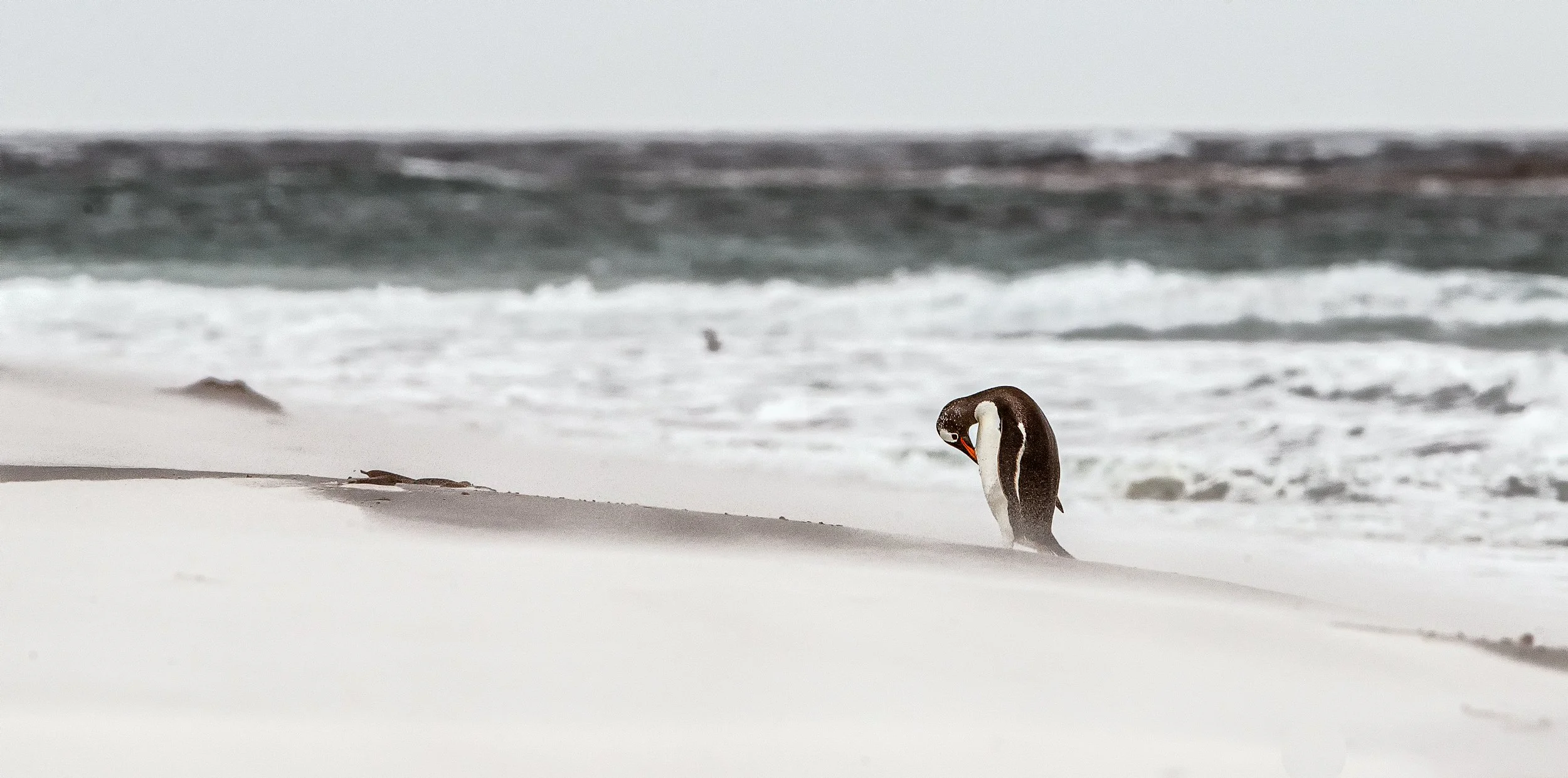 Falklands 6 (364 of 664)-Edit-Edit-Edit-Edit.jpg