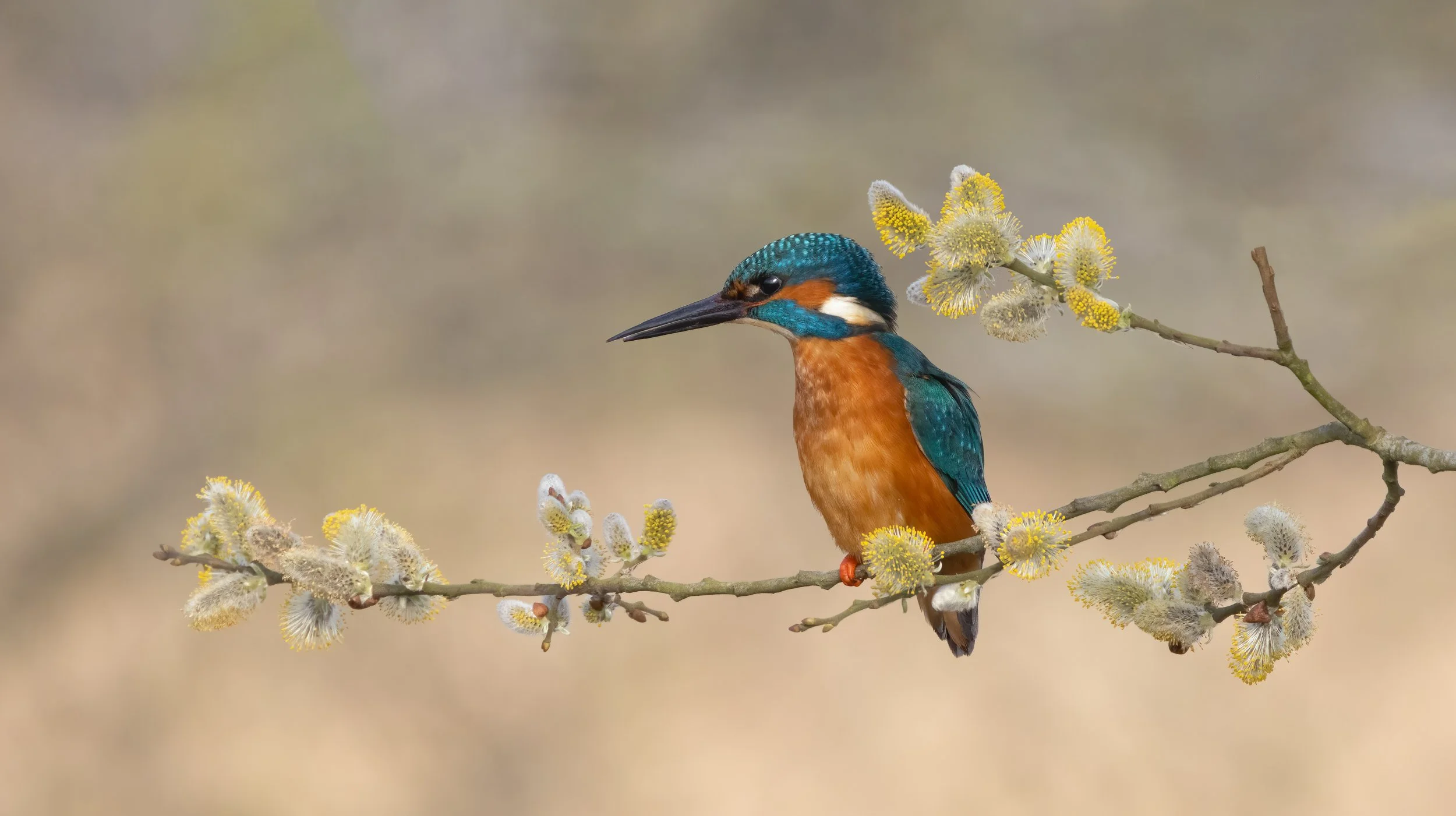 untitled (358 of 658)-Edit-3-Edit-Edit-2.jpg