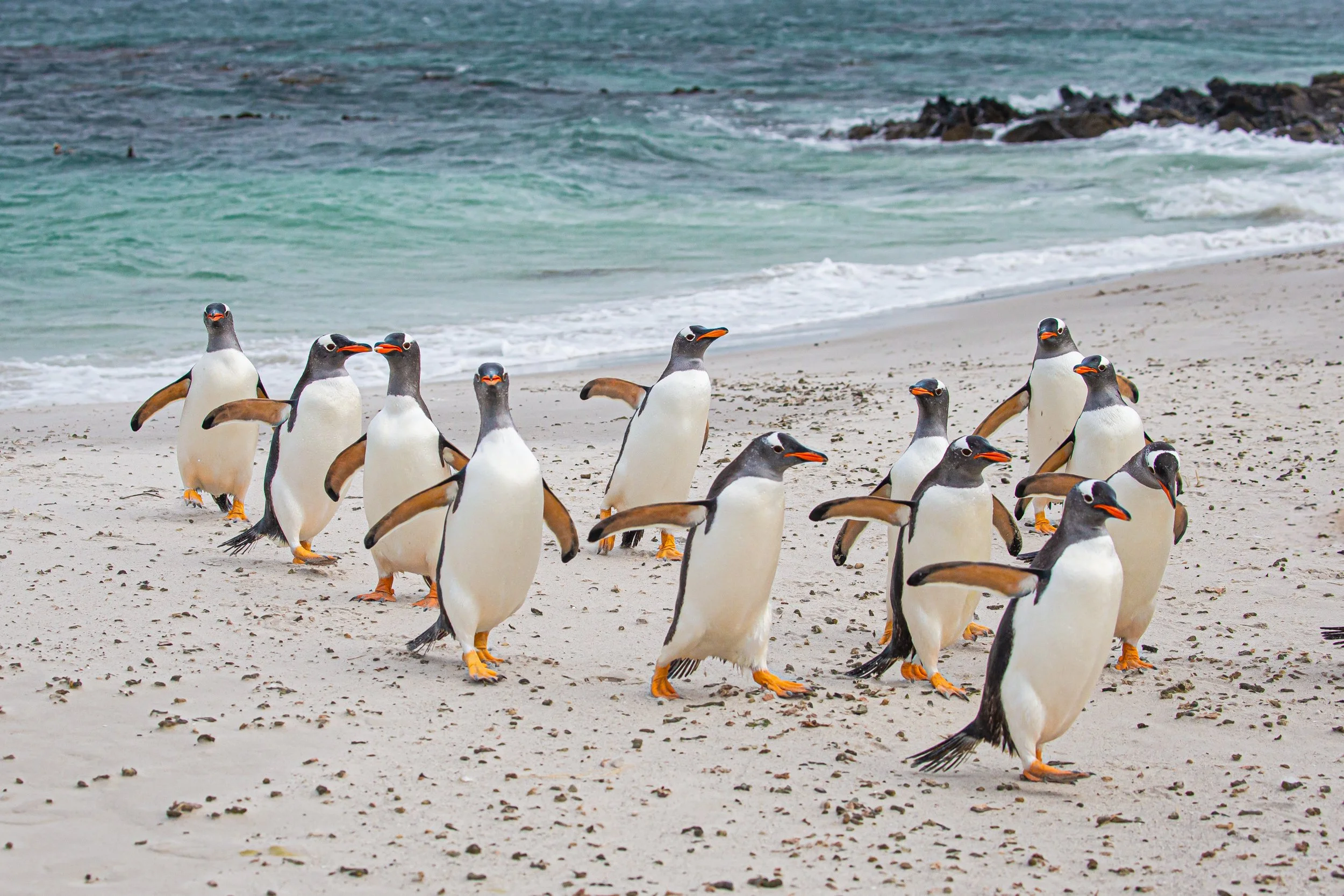 Falklands 3 (199 of 1118).jpg