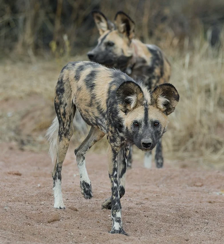 Namibia 18 (1835 of 2184)-CR2-2.jpg