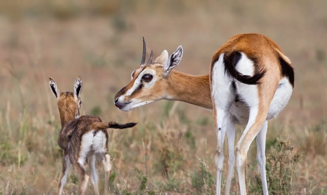 Massai Mara, Kenya  2011 14-5403-Edit2-Edit.jpg