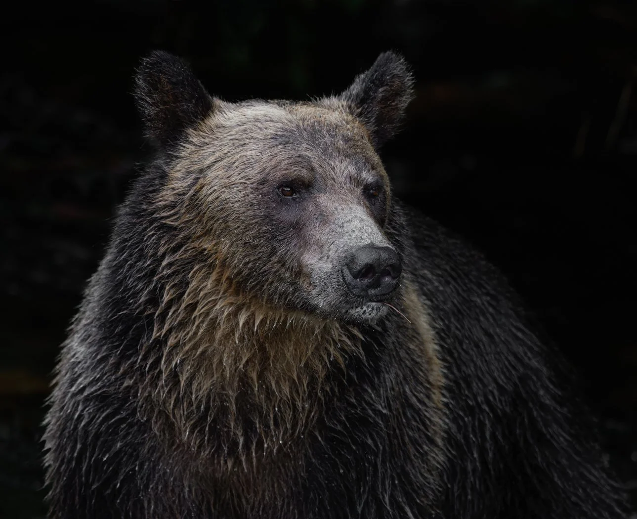 Bear portrait4.jpg