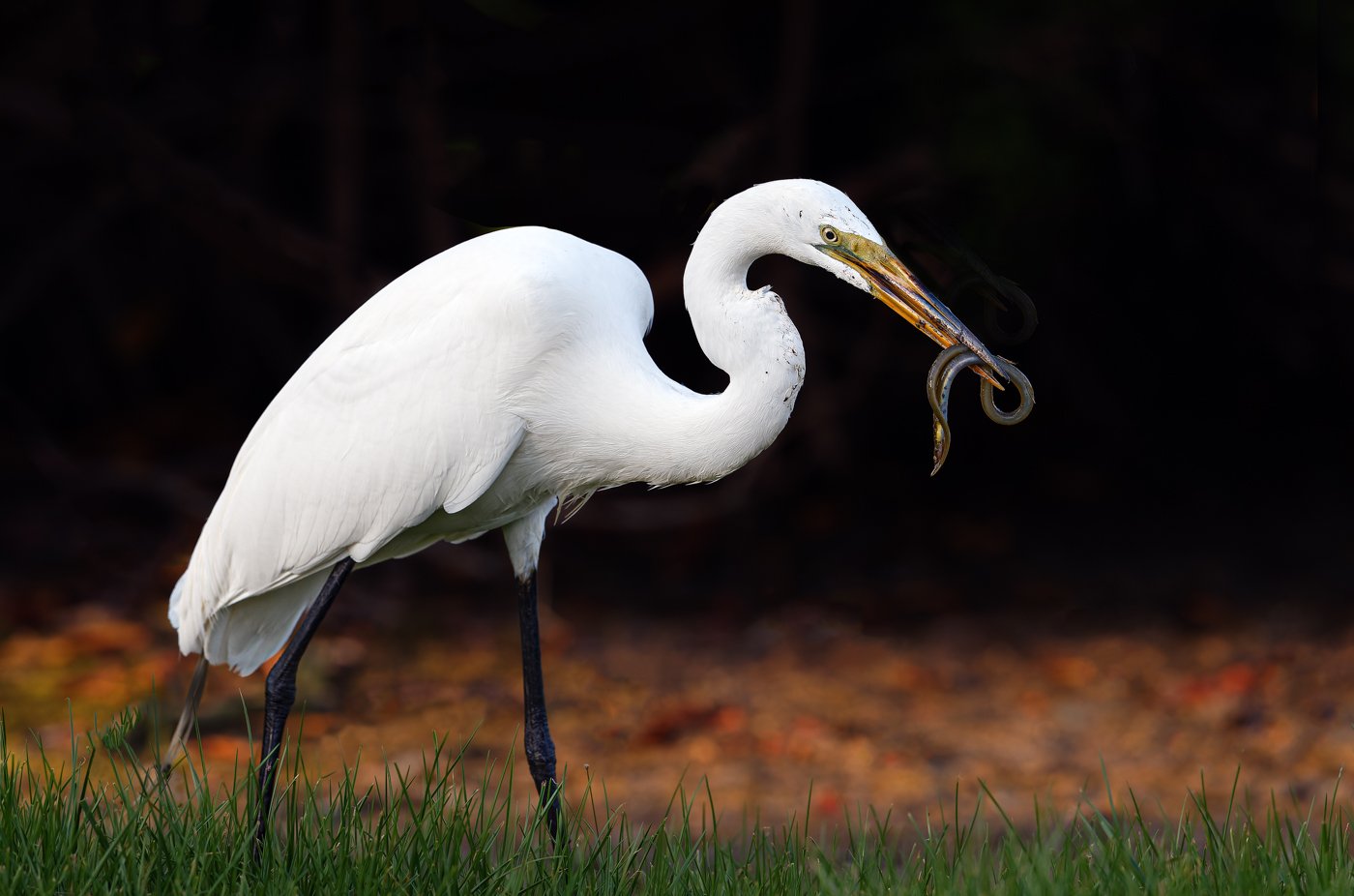 Great Egret.jpg
