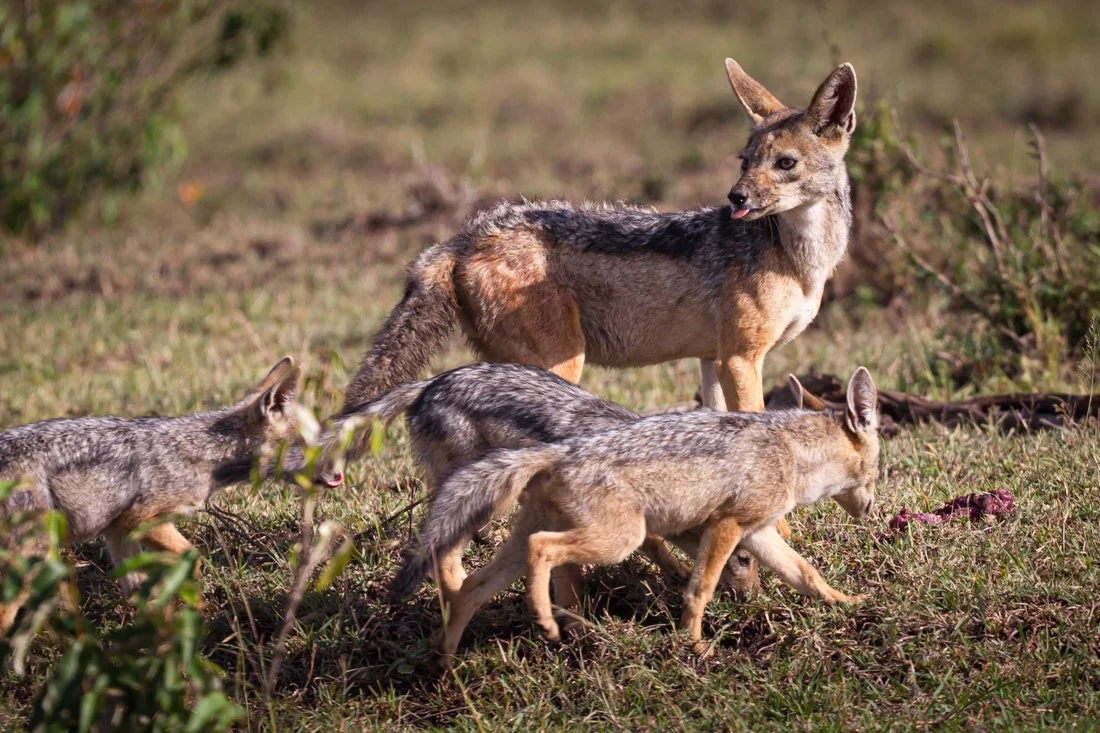 Massai Mara, Kenya  2011 14-5841.jpg
